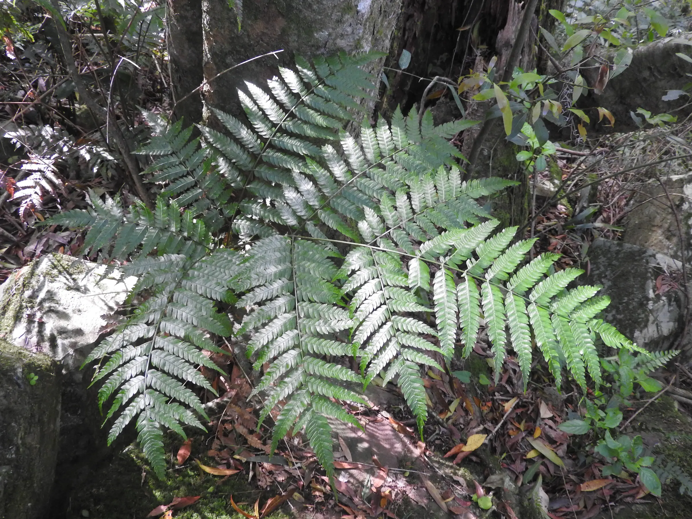 Pteris deflexa Link