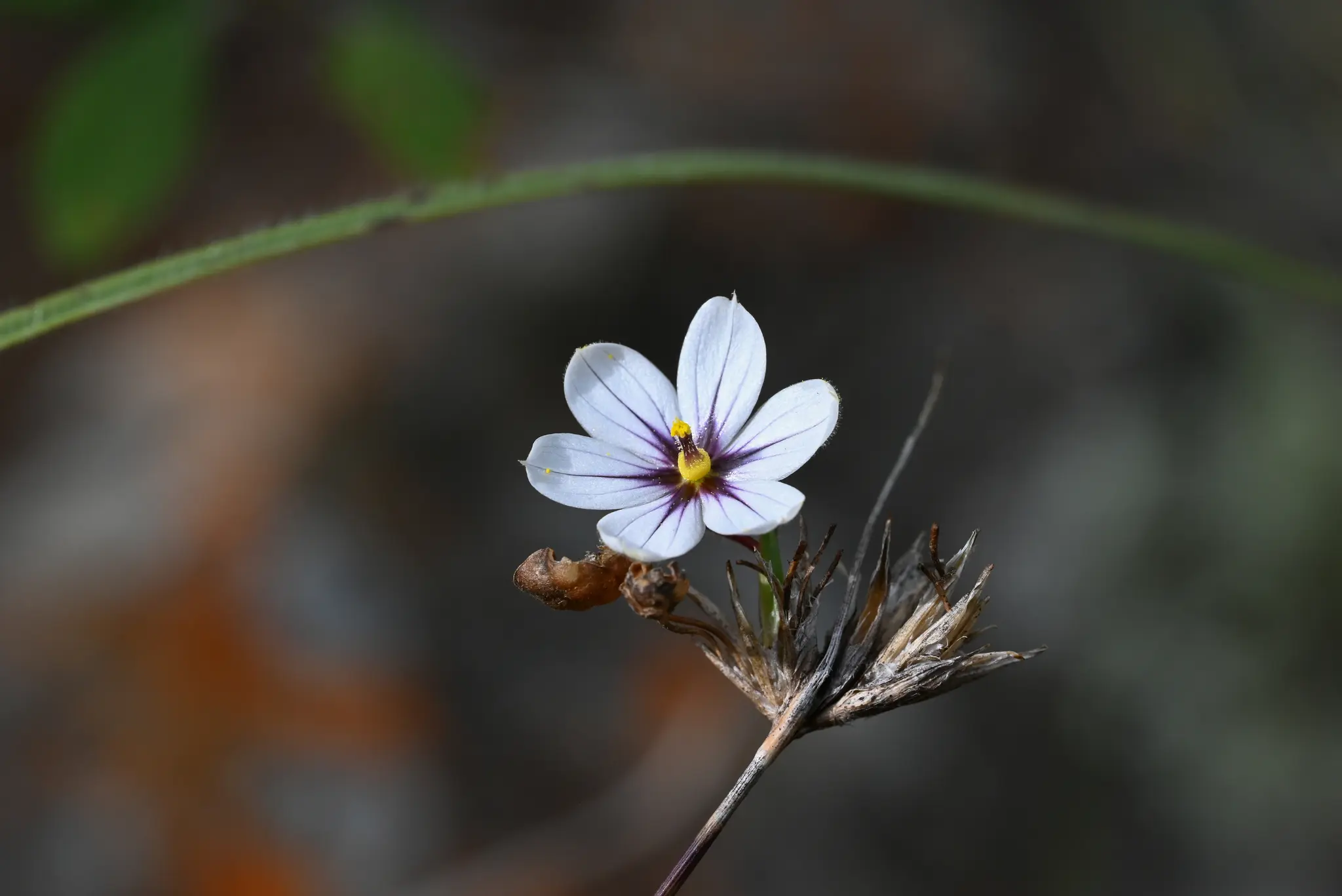 Sisyrinchium scariosum I.M.Johnst.