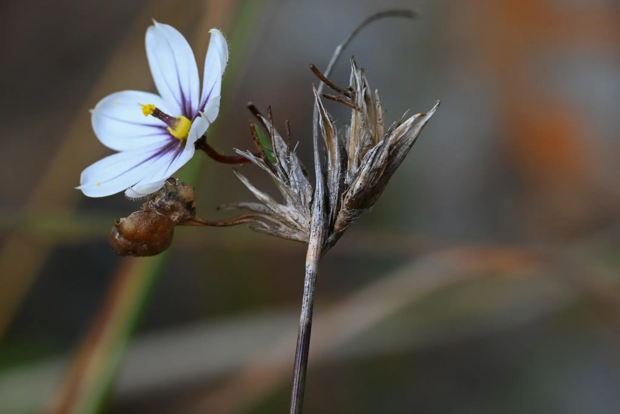 Sisyrinchium scariosum I.M.Johnst.