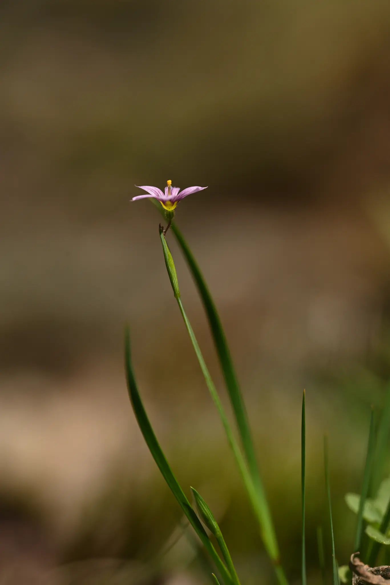 Sisyrinchium minutiflorum Klatt
