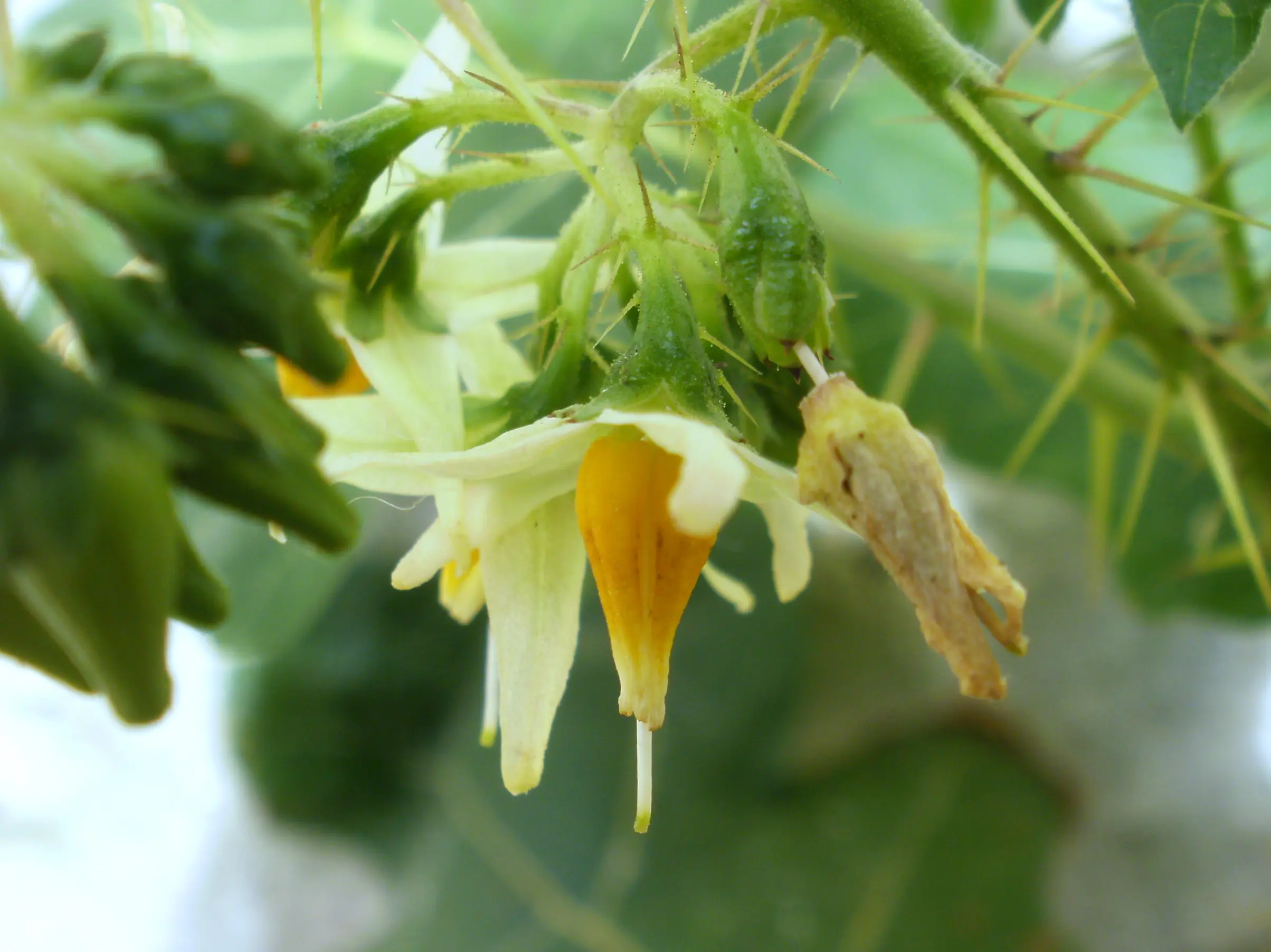 Solanum atropurpureum Schrank