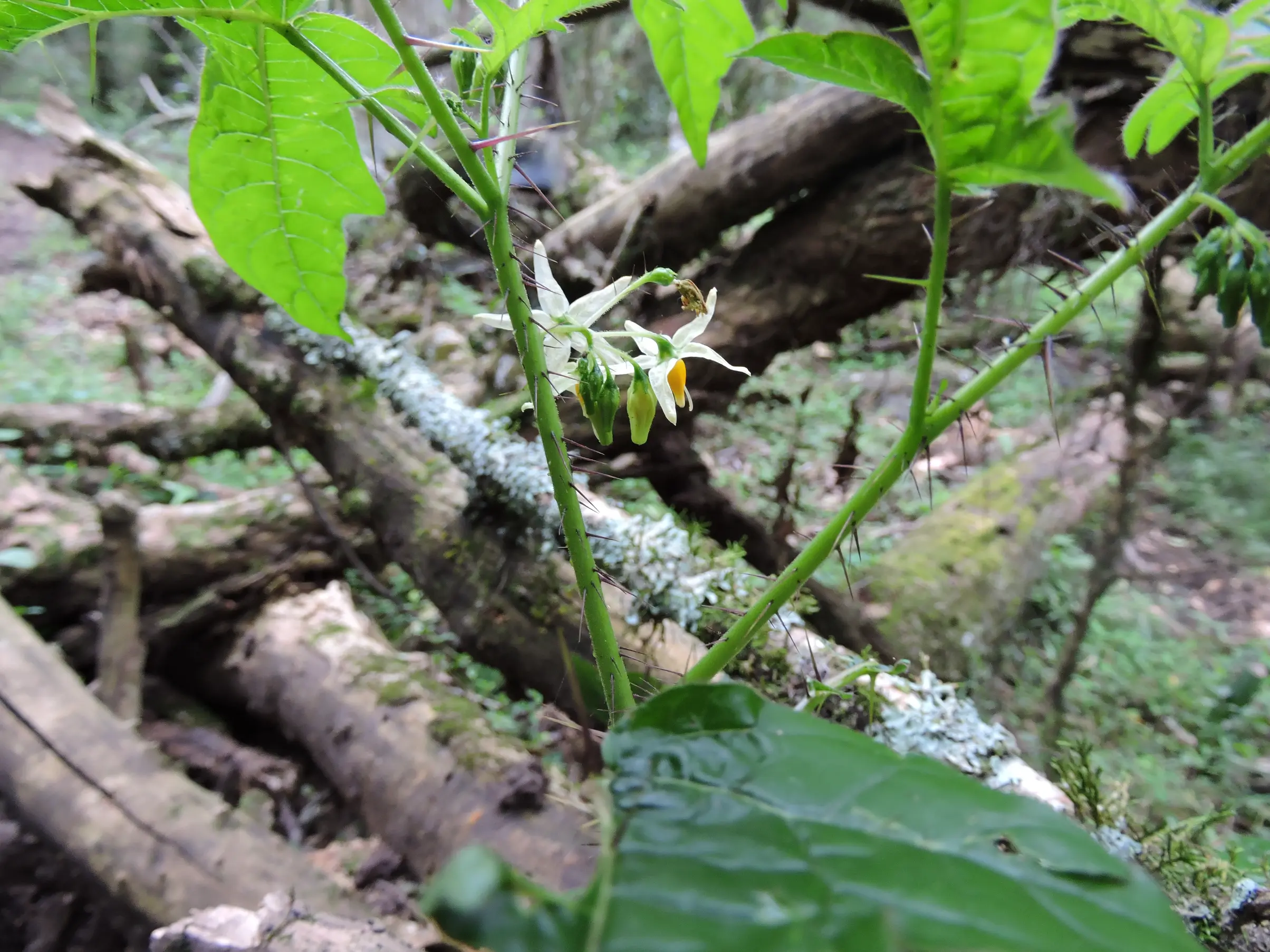 Solanum atropurpureum Schrank