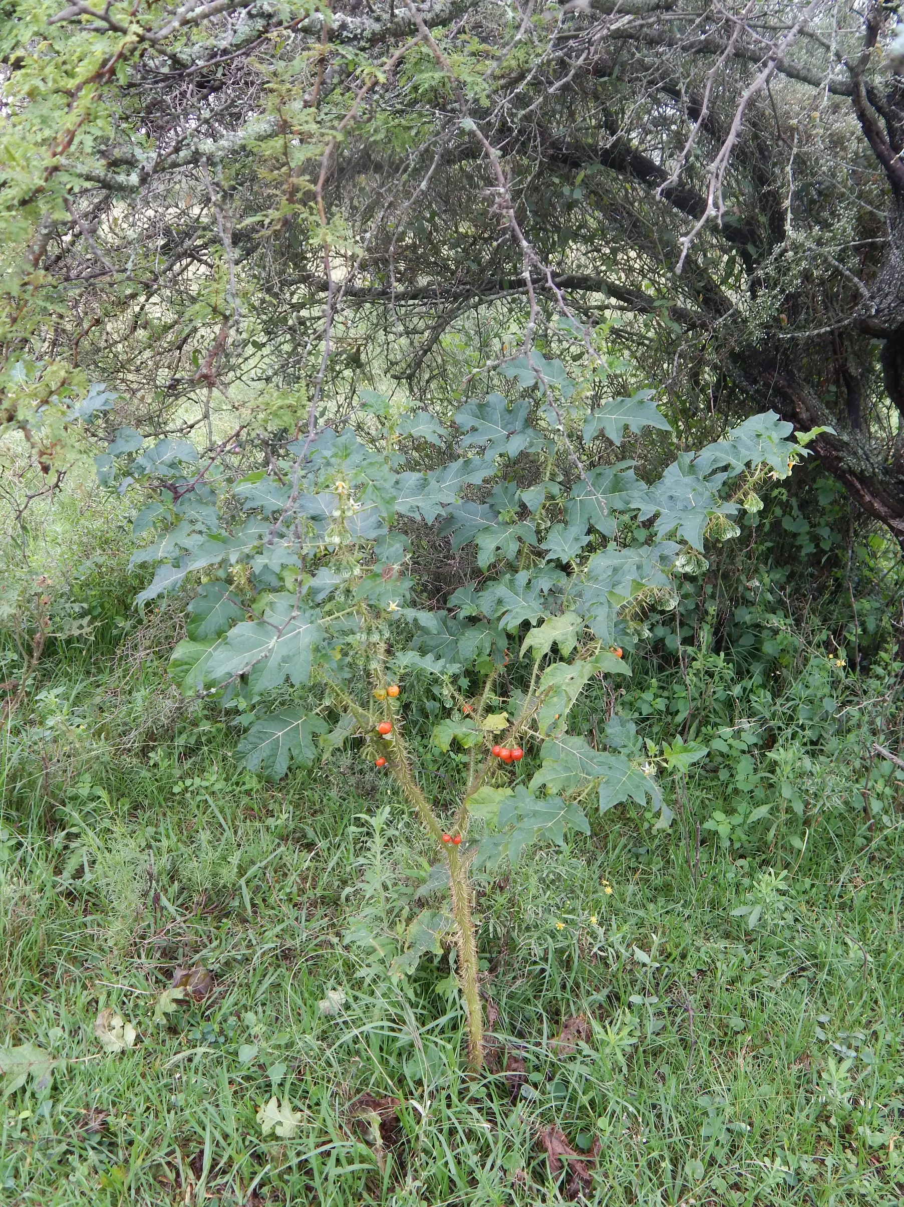 Solanum atropurpureum Schrank