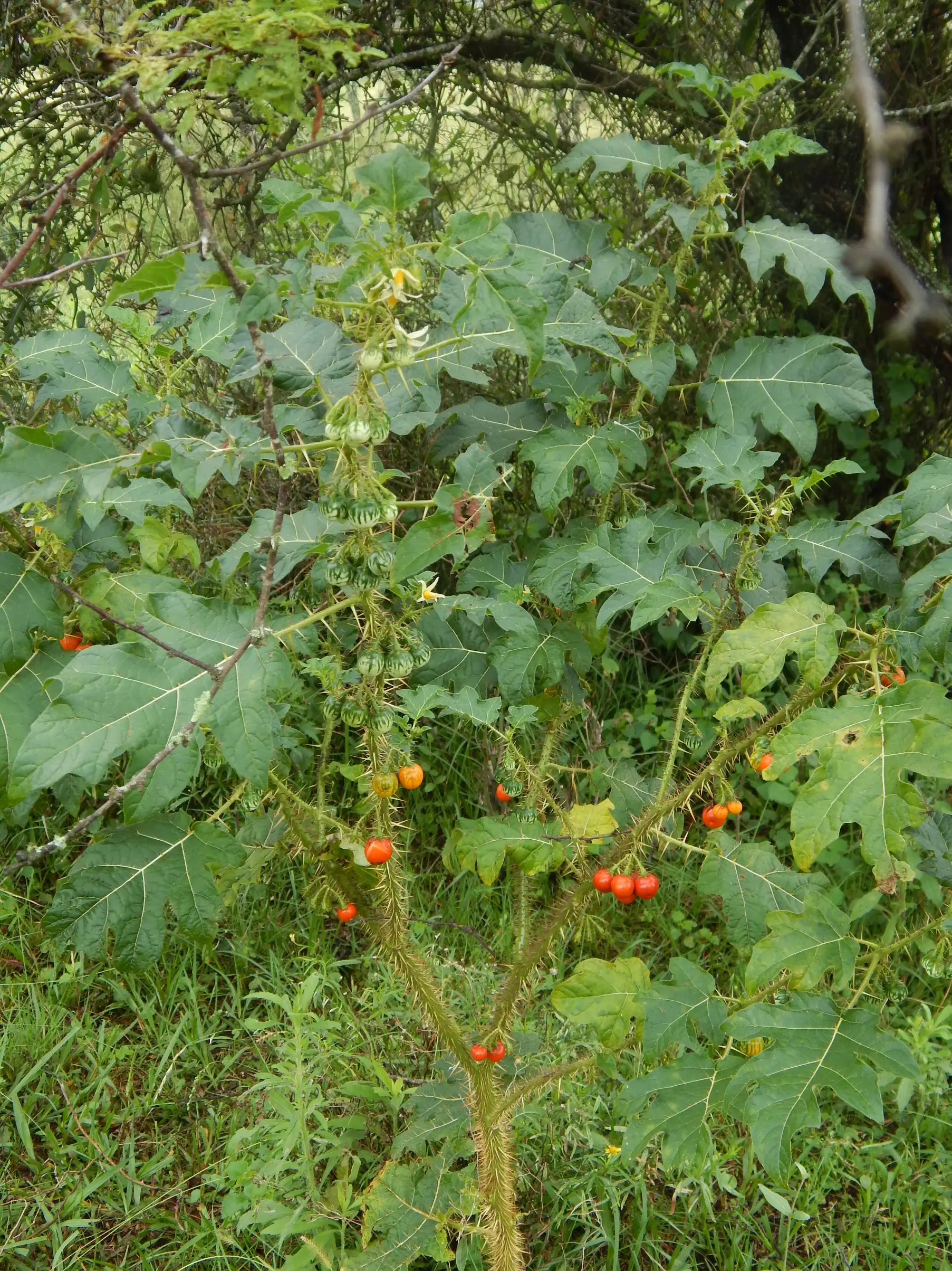 Solanum atropurpureum Schrank