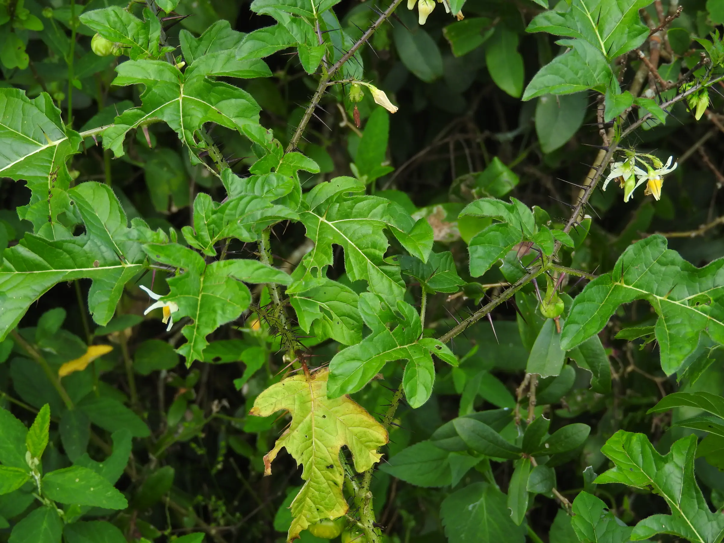 Solanum atropurpureum Schrank