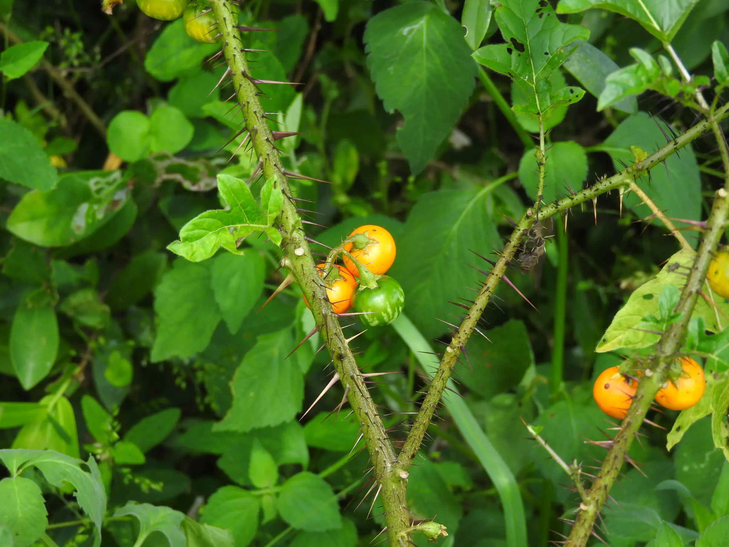 Solanum atropurpureum Schrank