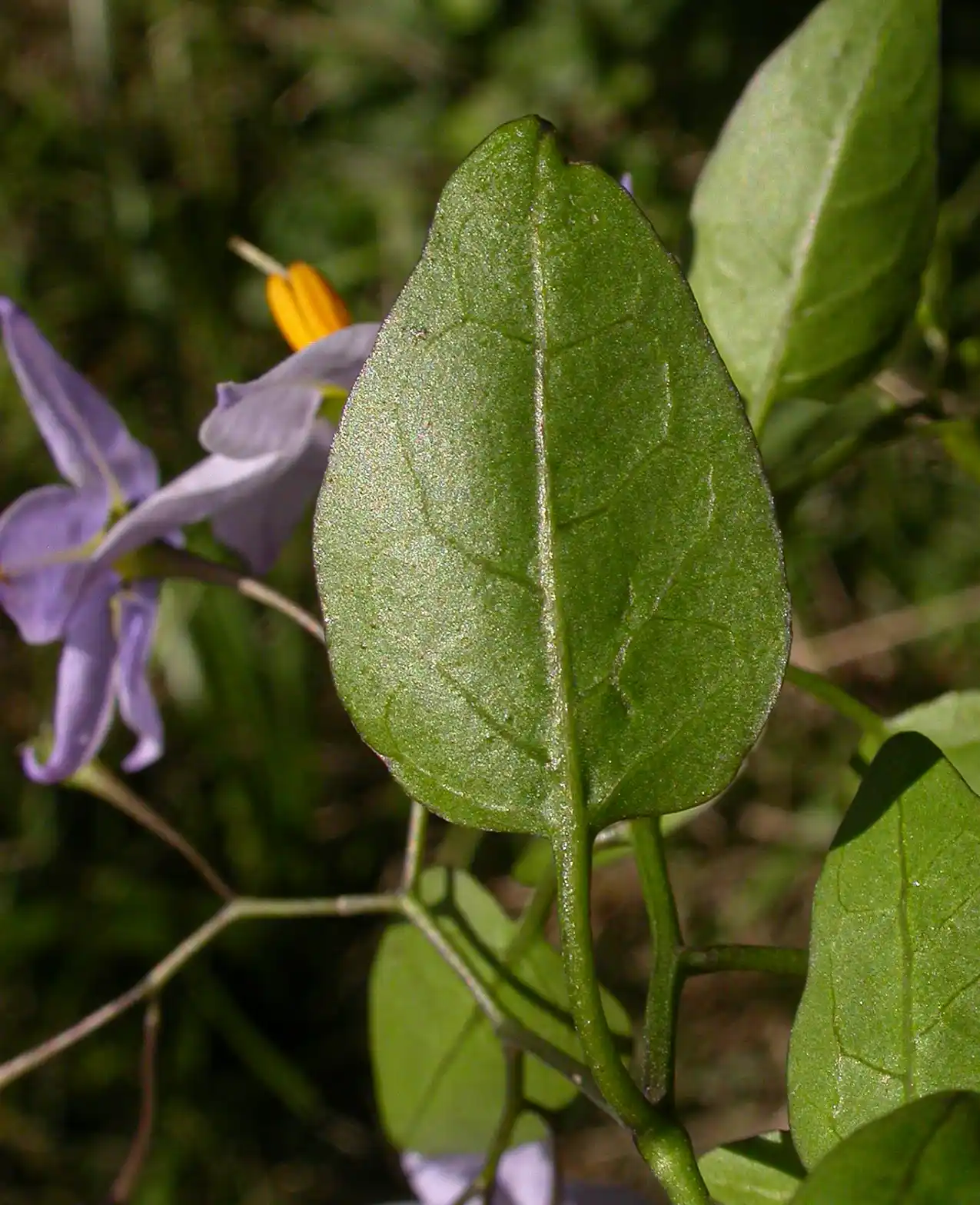 Solanum laxum Spreng.