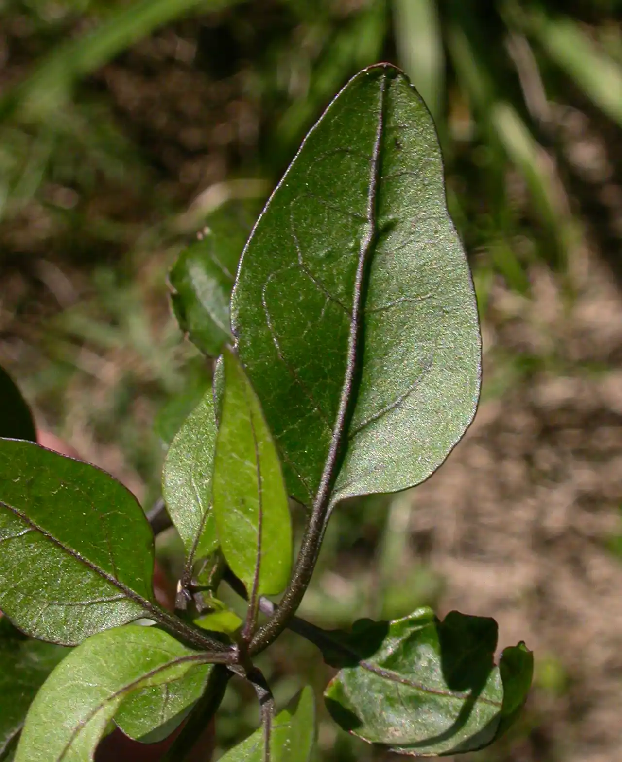 Solanum laxum Spreng.