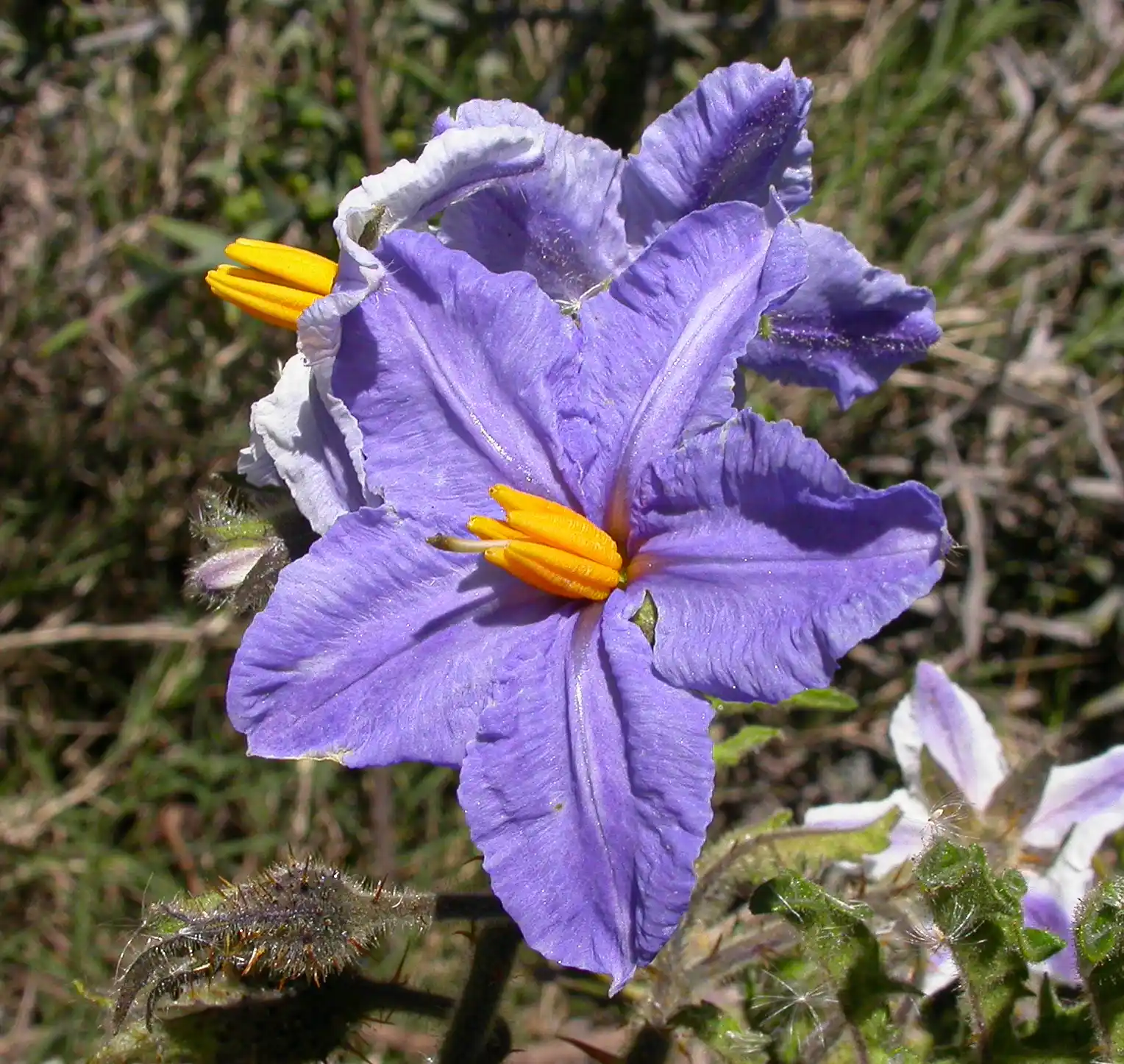 Solanum sisymbriifolium Lam.