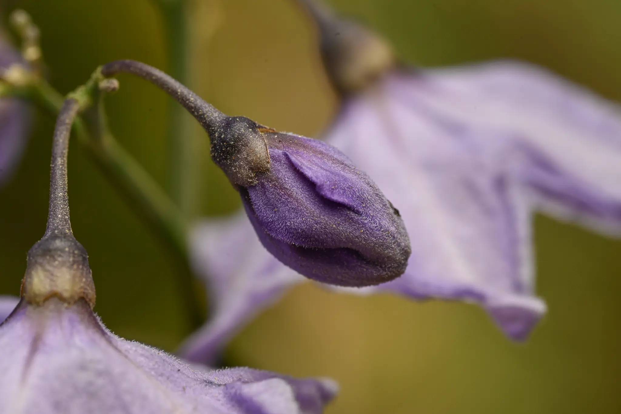Solanum amygdalifolium Steud.