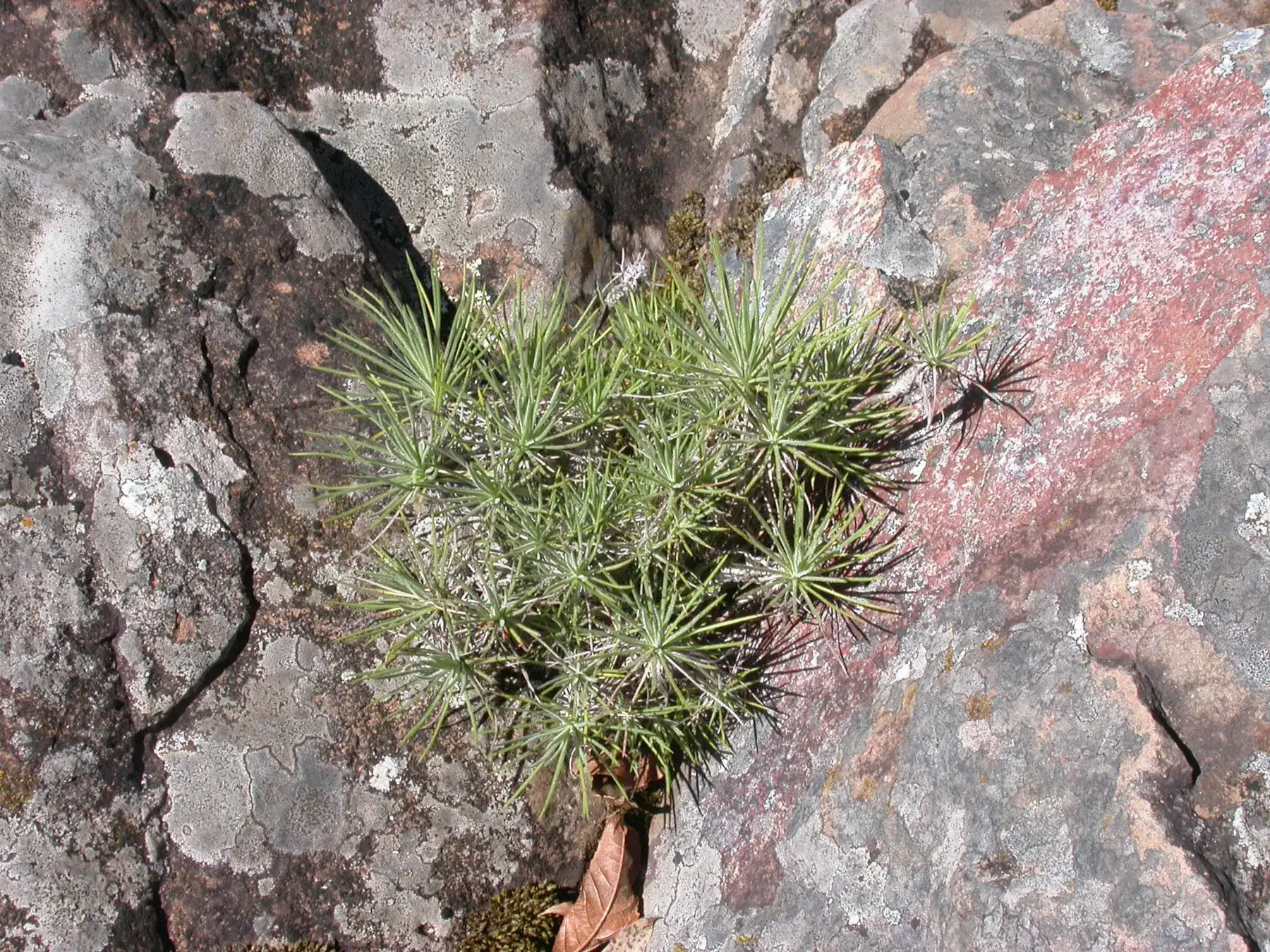 Sommerfeltia cabrerae Chebat.