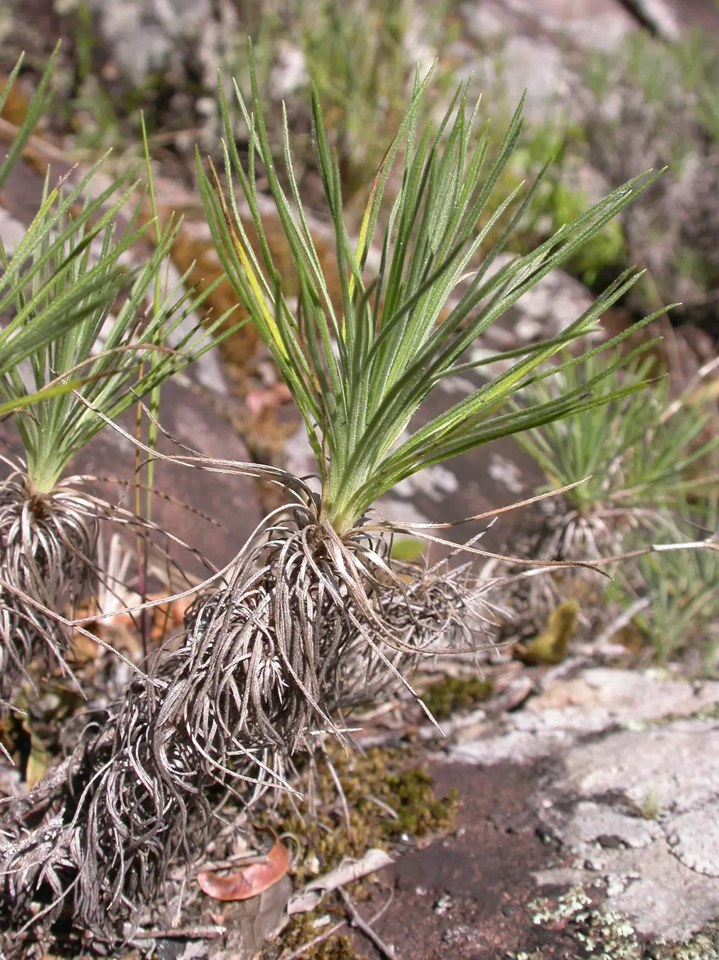 Sommerfeltia cabrerae Chebat.