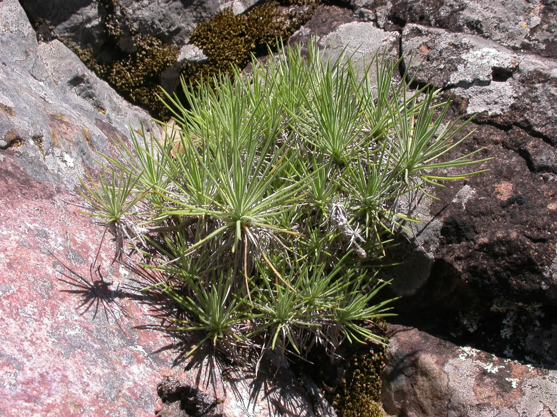 Sommerfeltia cabrerae Chebat.