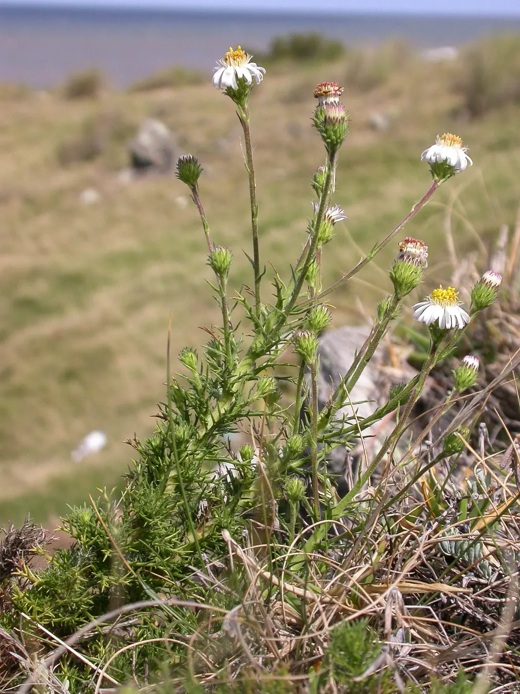 Sommerfeltia spinulosa (Spreng.) Less.