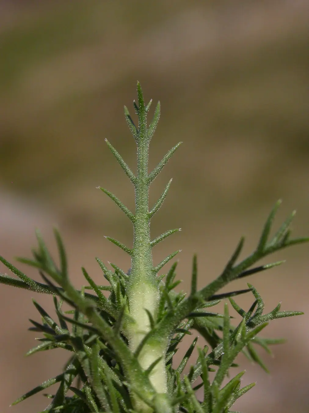 Sommerfeltia spinulosa (Spreng.) Less.