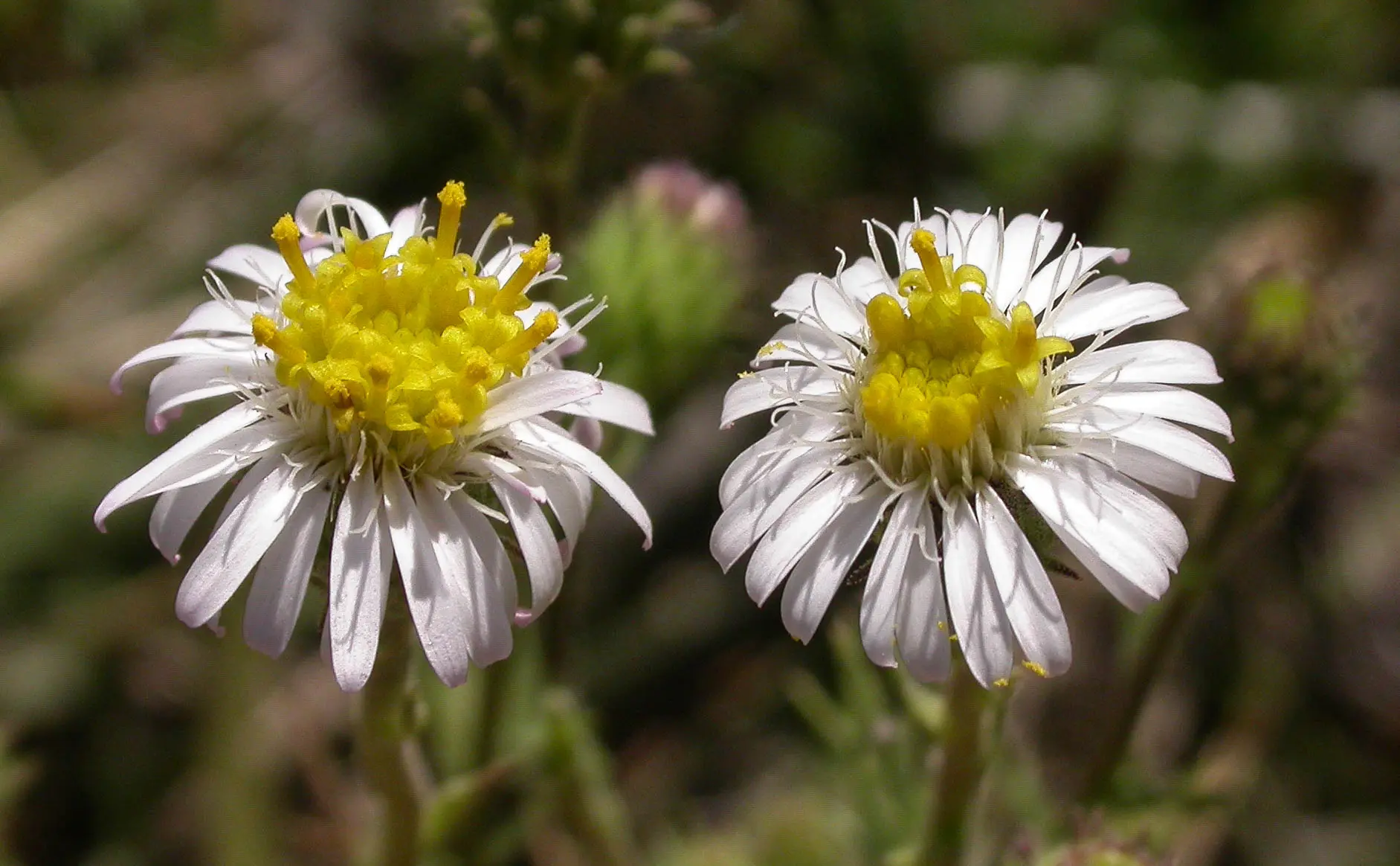 Sommerfeltia spinulosa (Spreng.) Less.