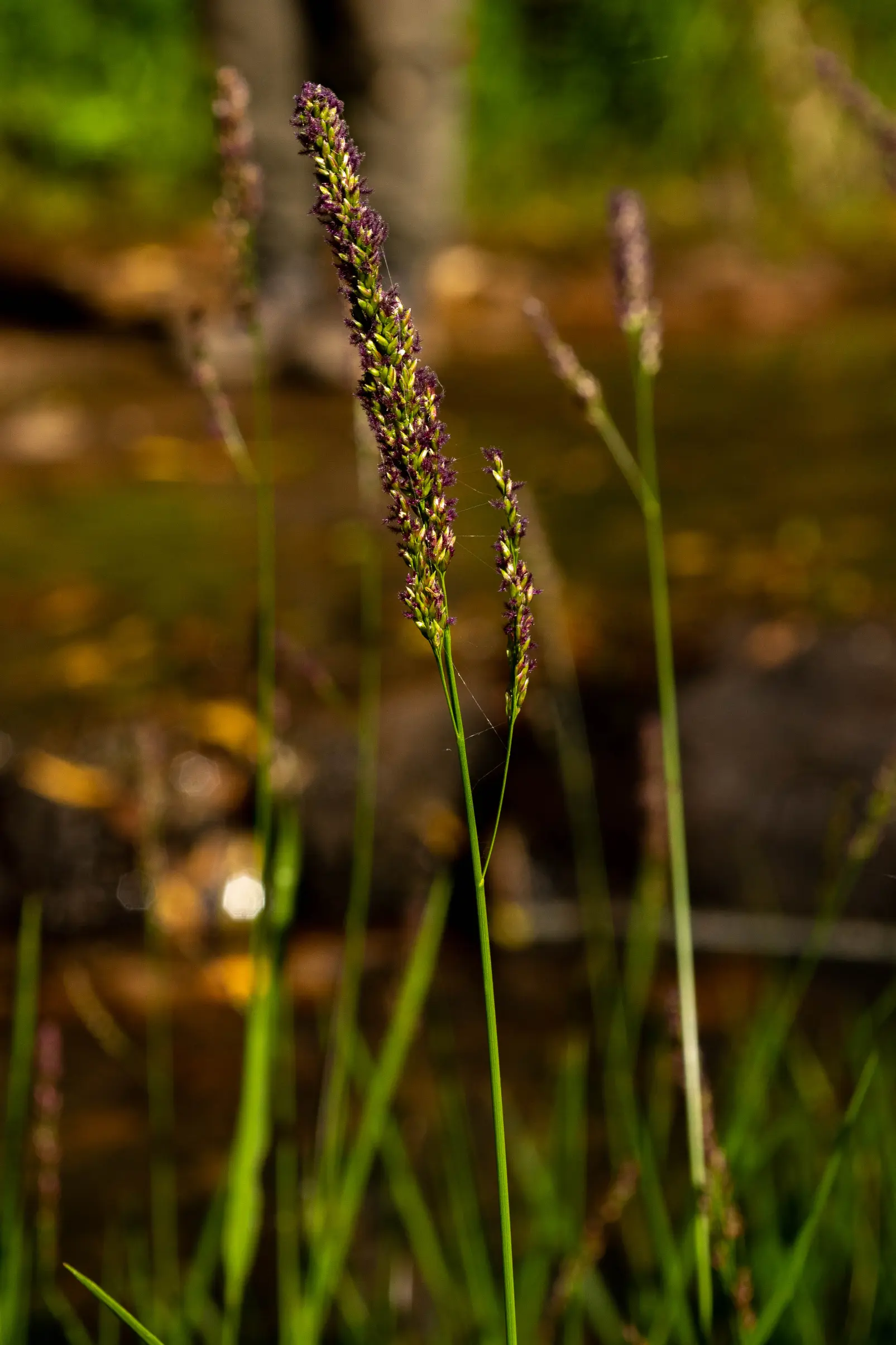 Steinchisma decipiens (Nees ex Trin.) W.V.Br.