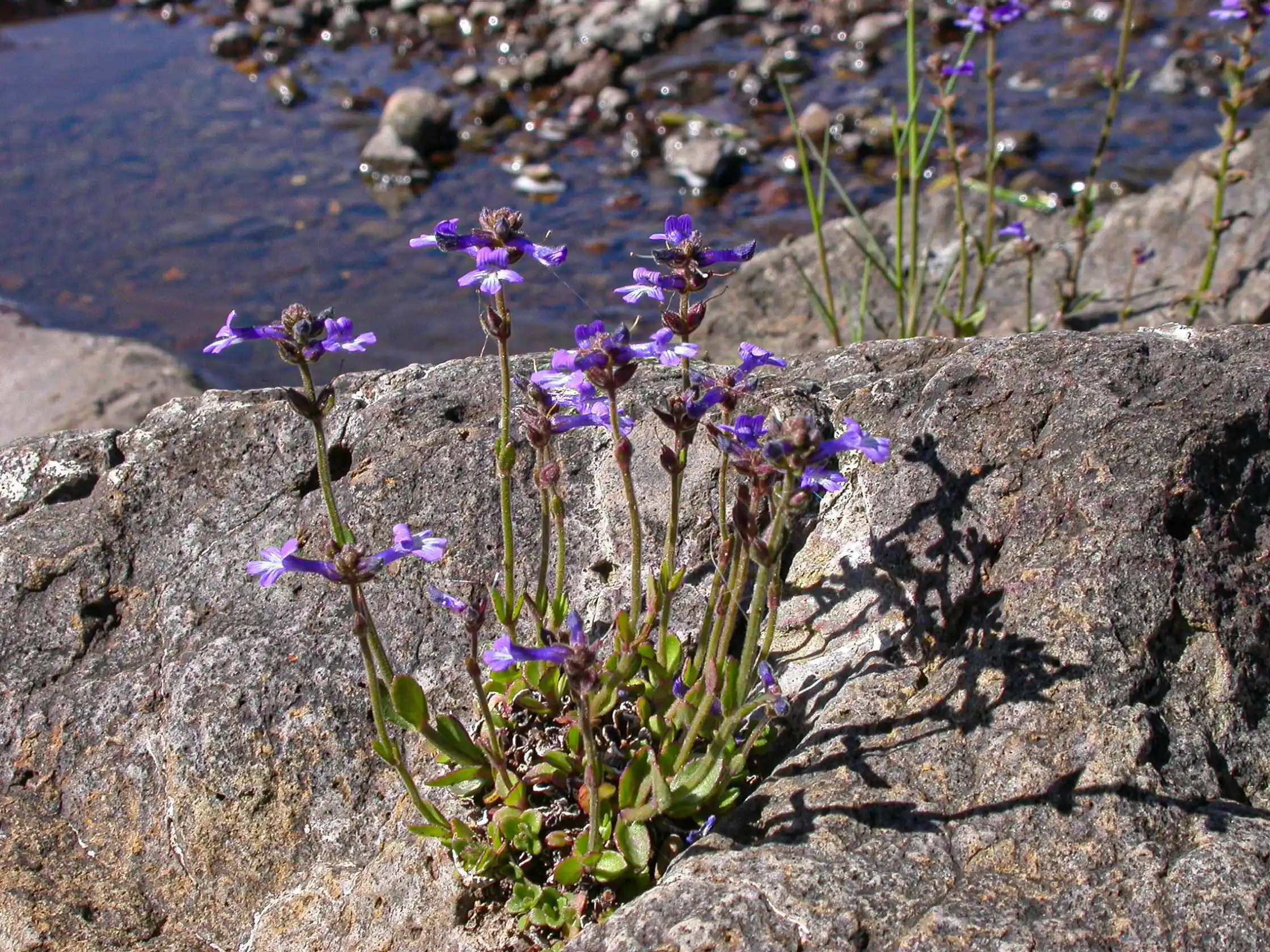 Stemodia stricta Cham. & Schltdl.