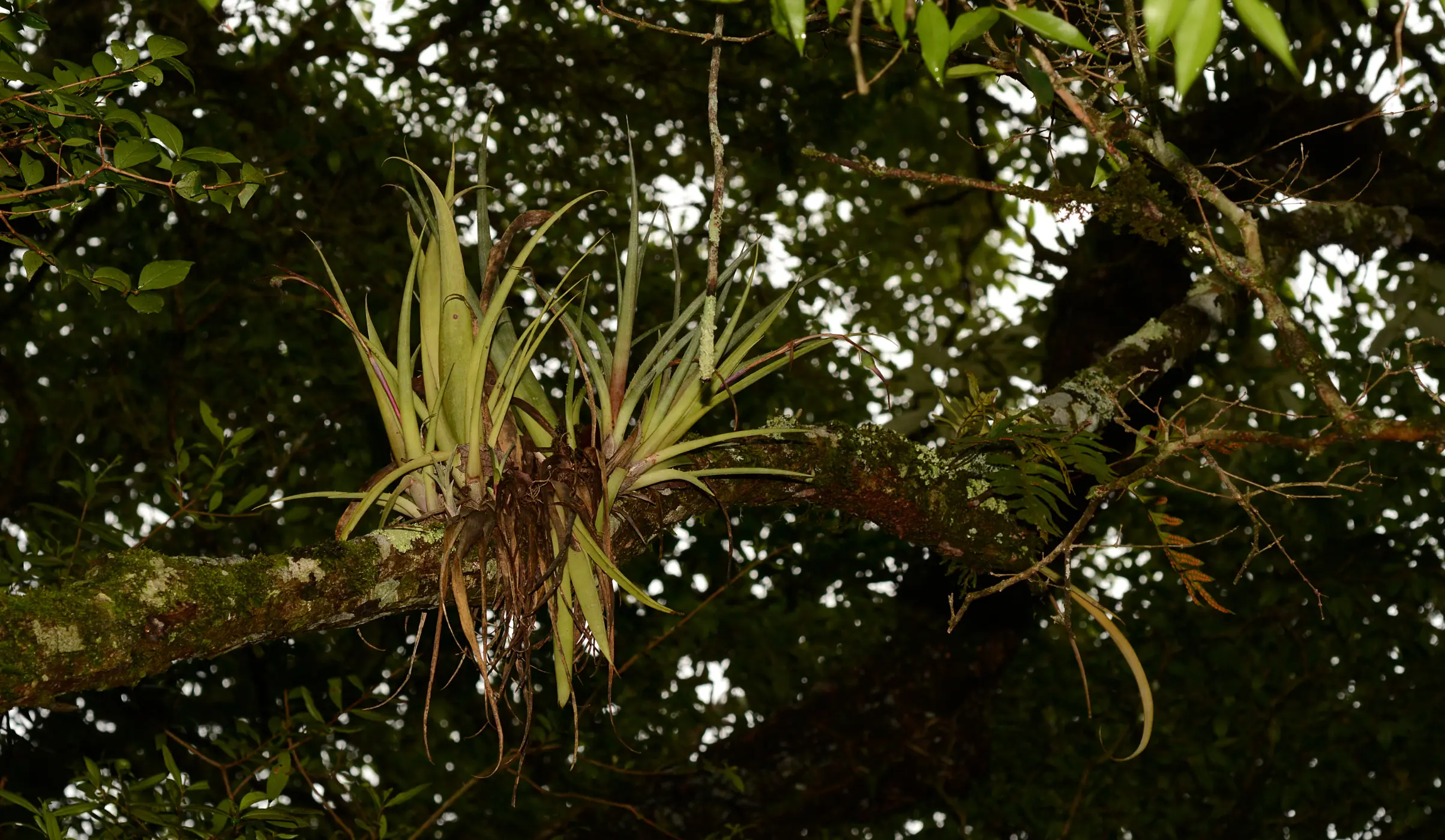 Billbergia nutans H.Wendl. ex Regel