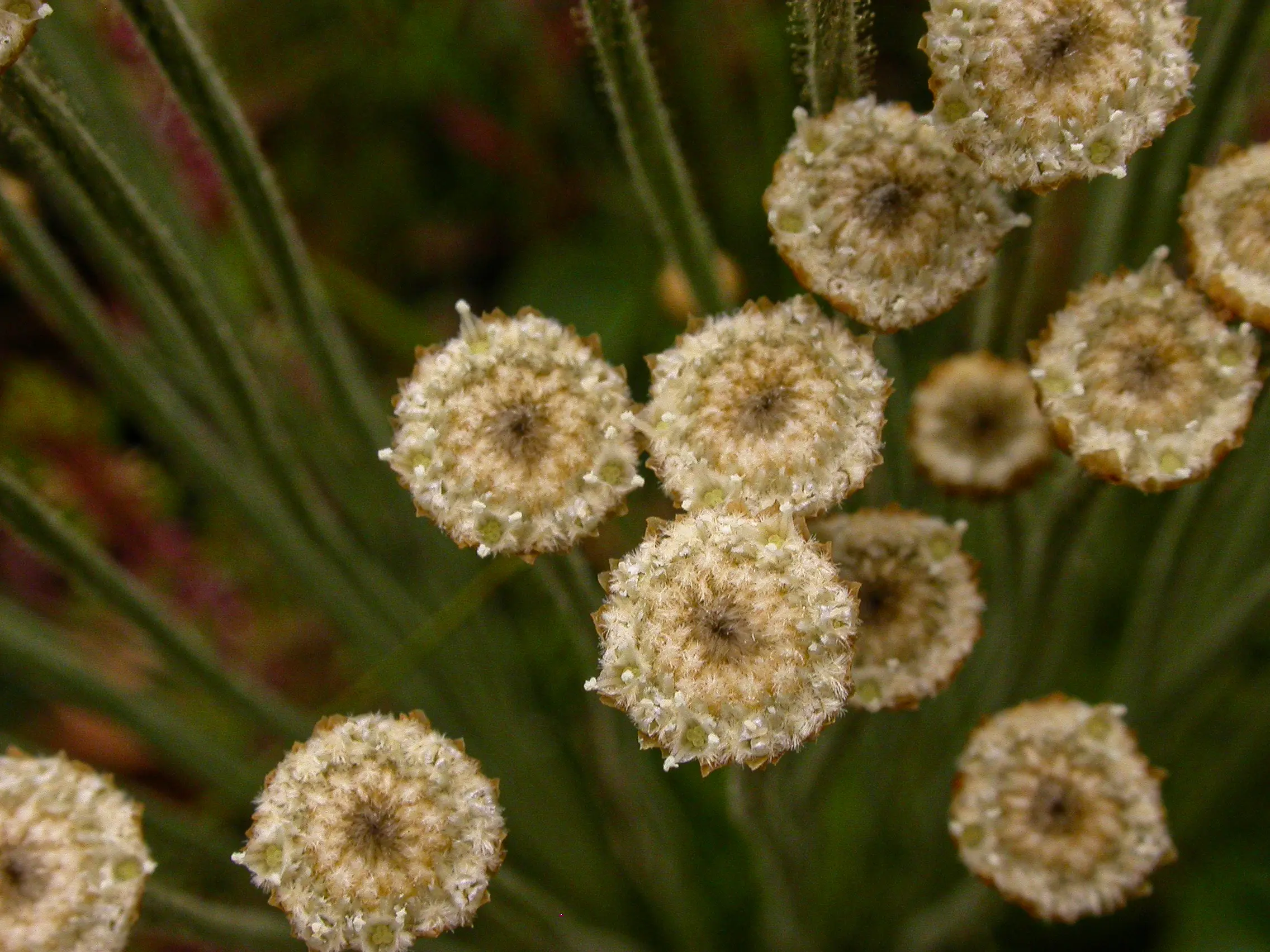 Syngonanthus chrysanthus (Bong.) Ruhland