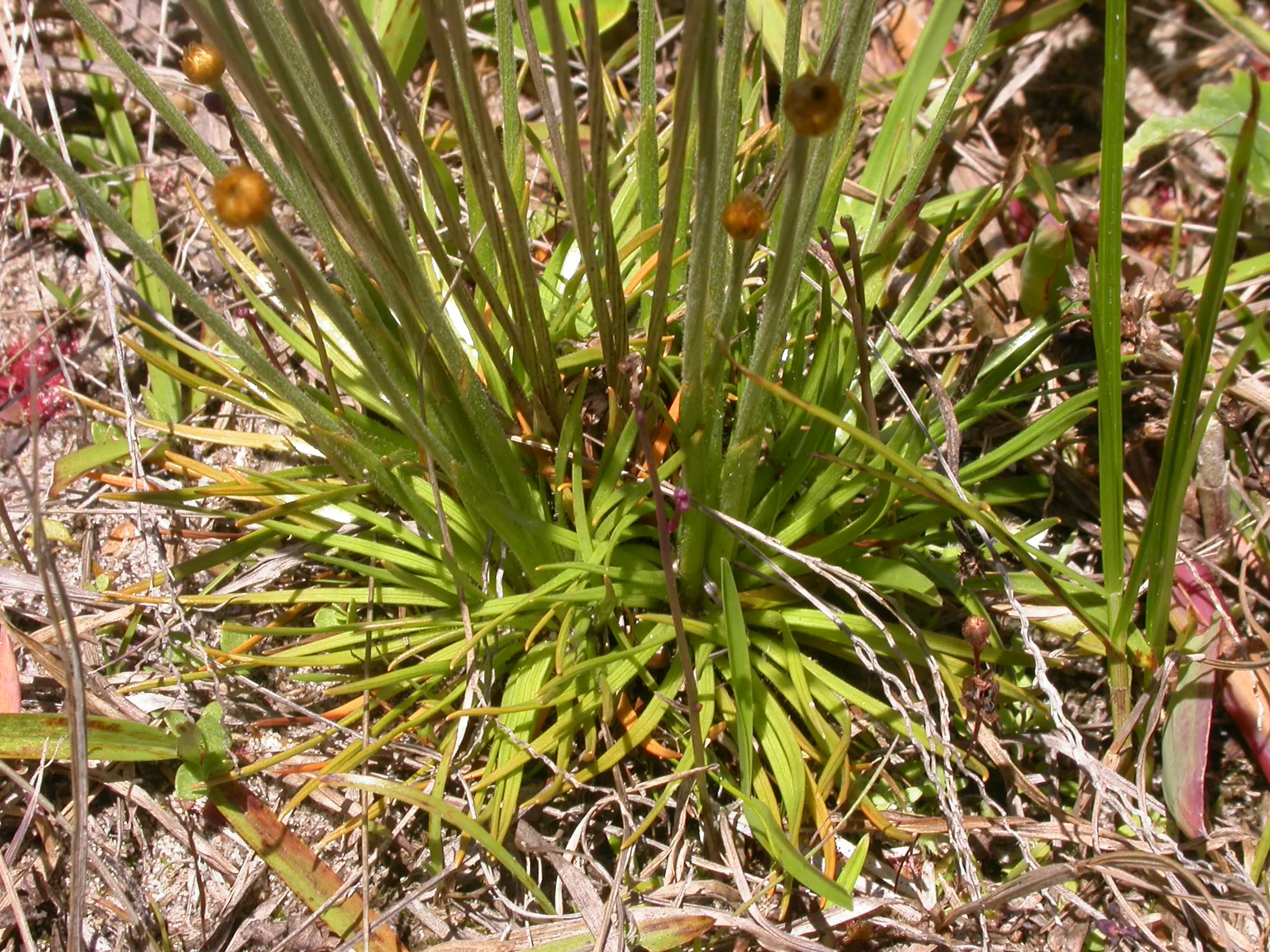 Syngonanthus chrysanthus (Bong.) Ruhland