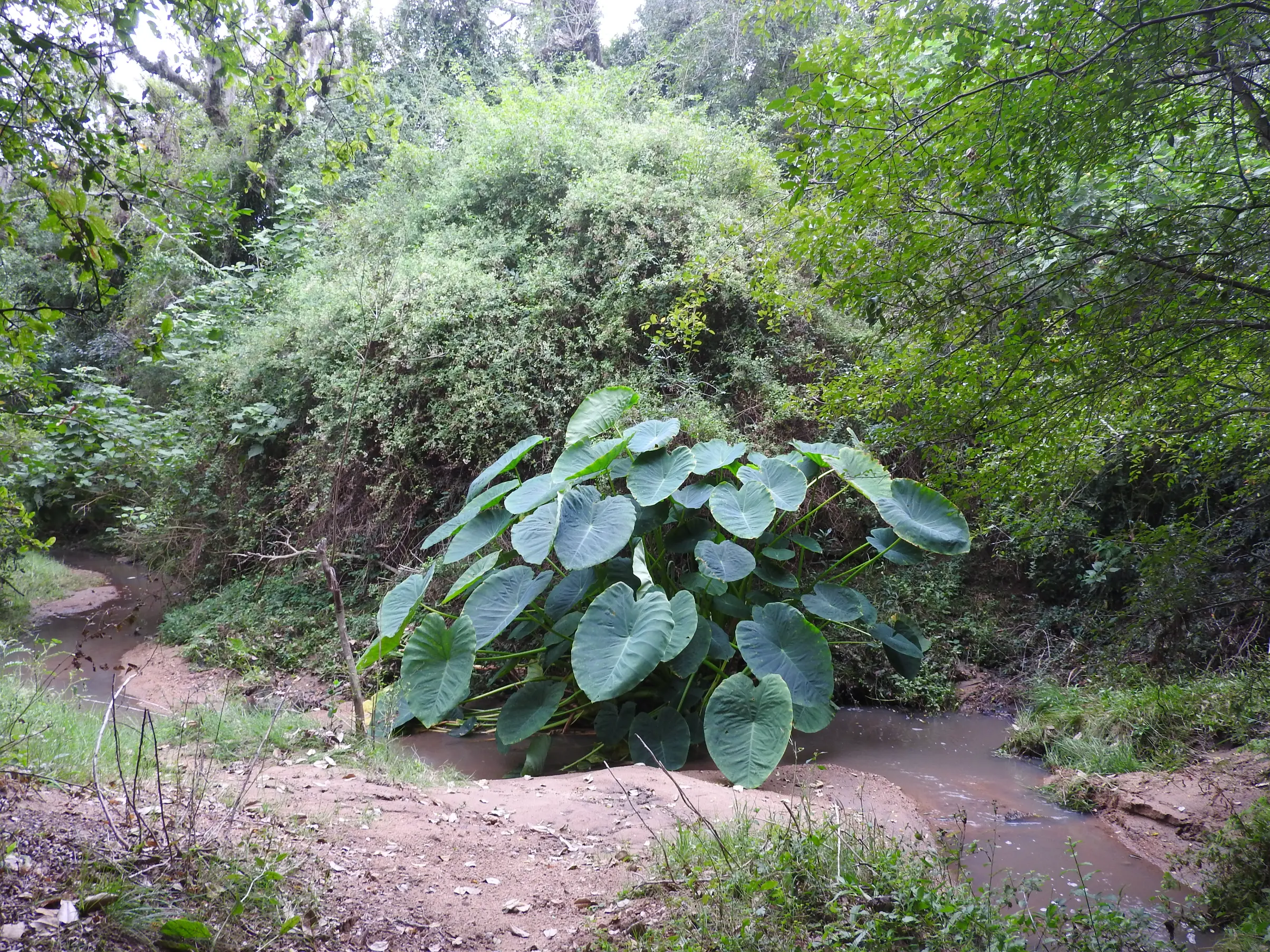 Colocasia esculenta (L.) Schott