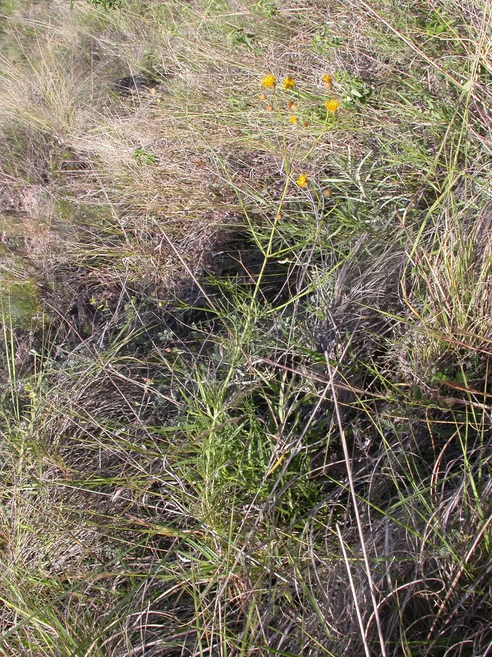 Thelesperma megapotamicum (Spreng.) Kuntze
