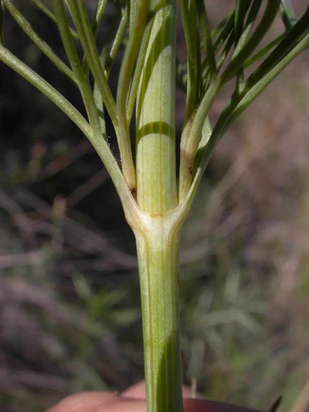 Thelesperma megapotamicum (Spreng.) Kuntze