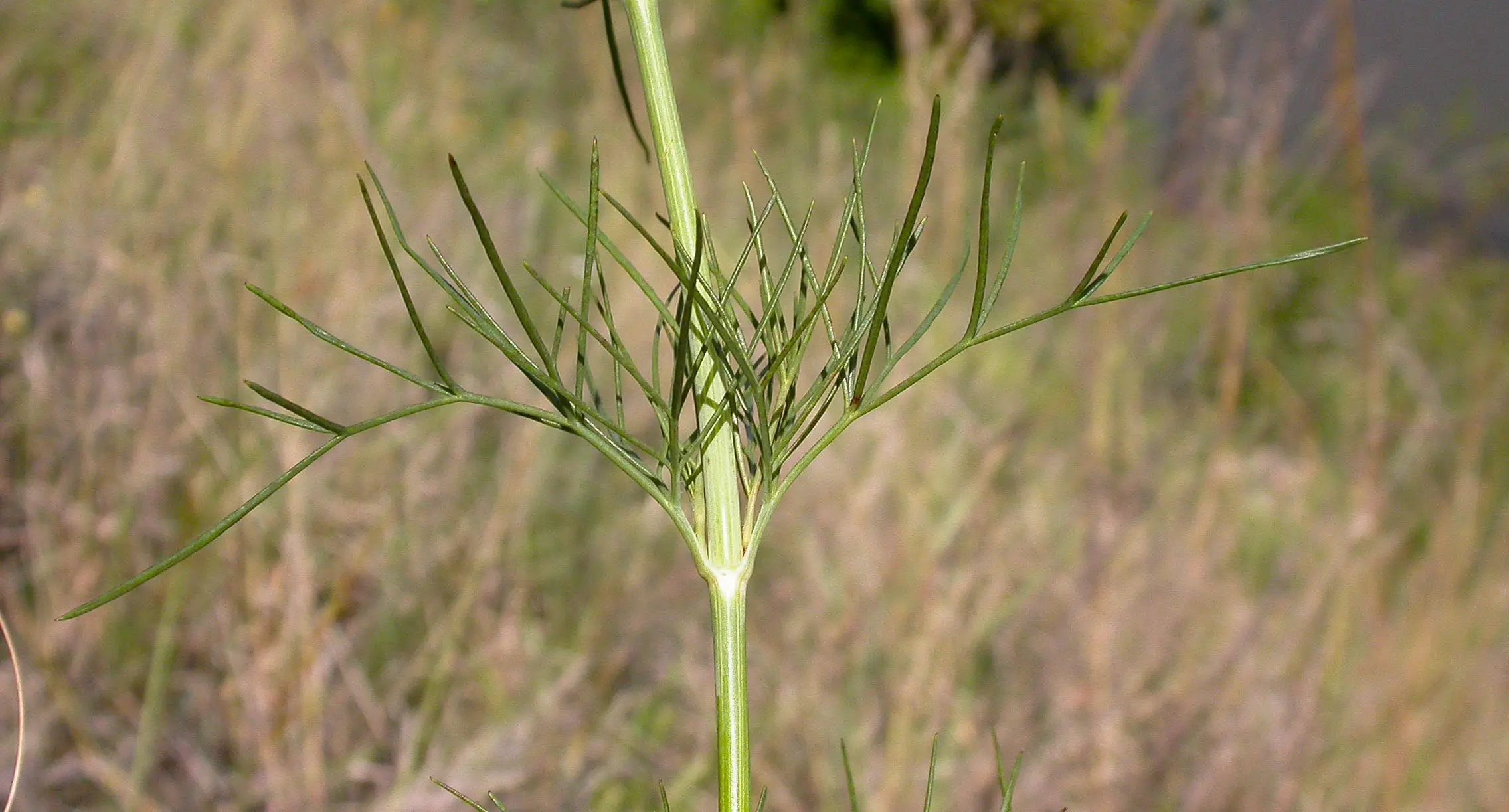 Thelesperma megapotamicum (Spreng.) Kuntze