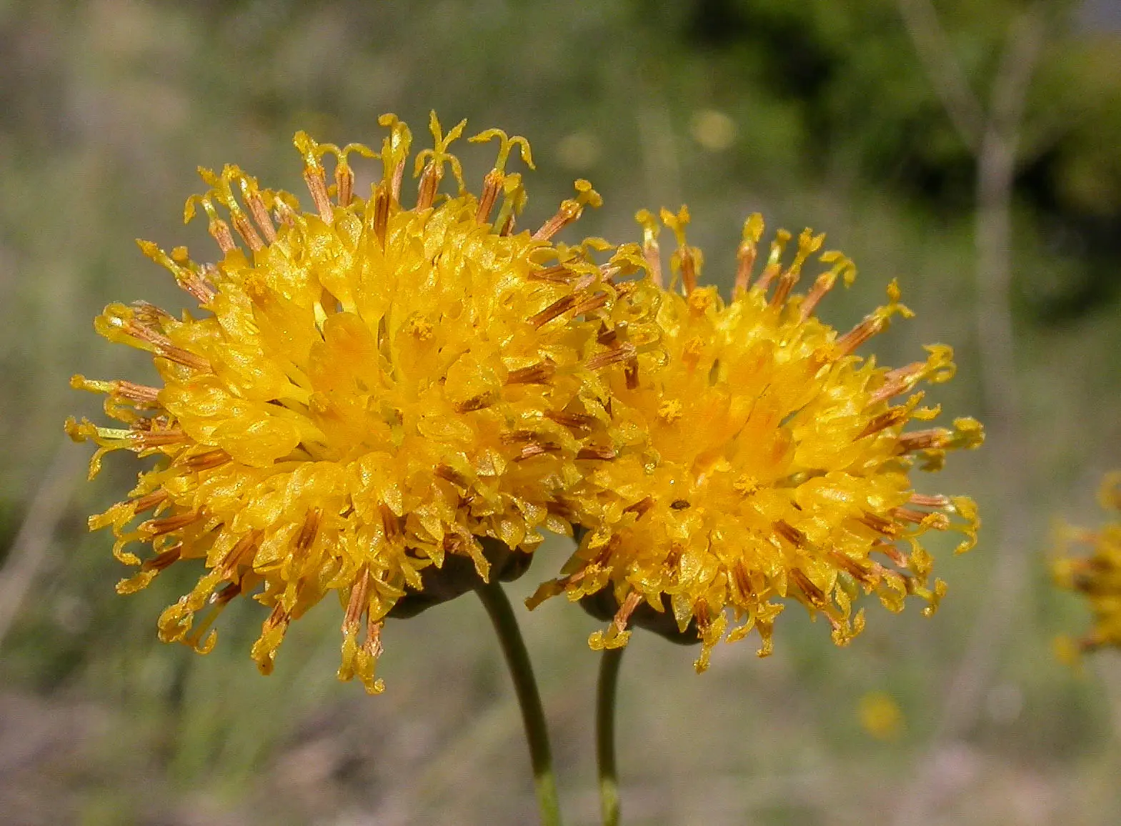 Thelesperma megapotamicum (Spreng.) Kuntze