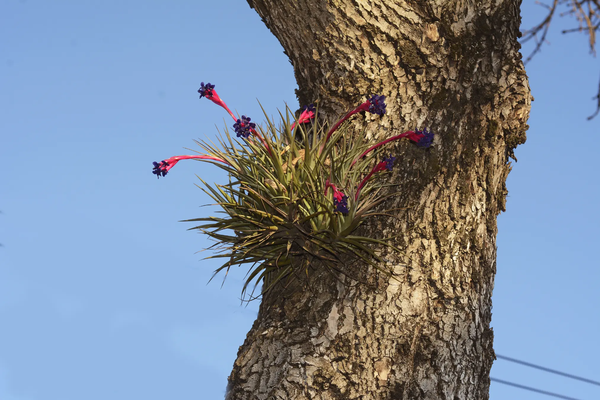 Tillandsia aëranthos (Loisel.) L.B.Sm.