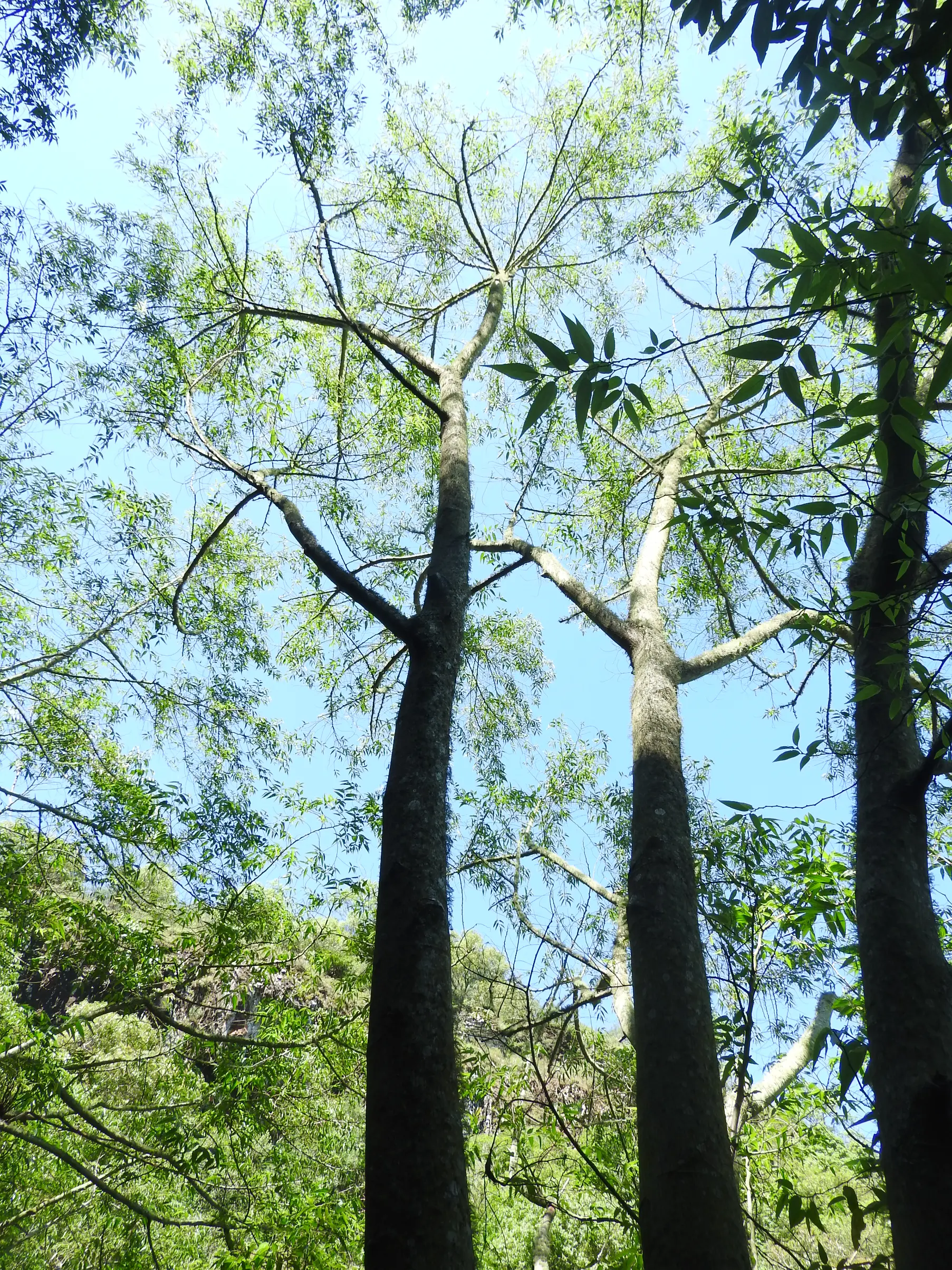 Trema micranthum (L.) Blume