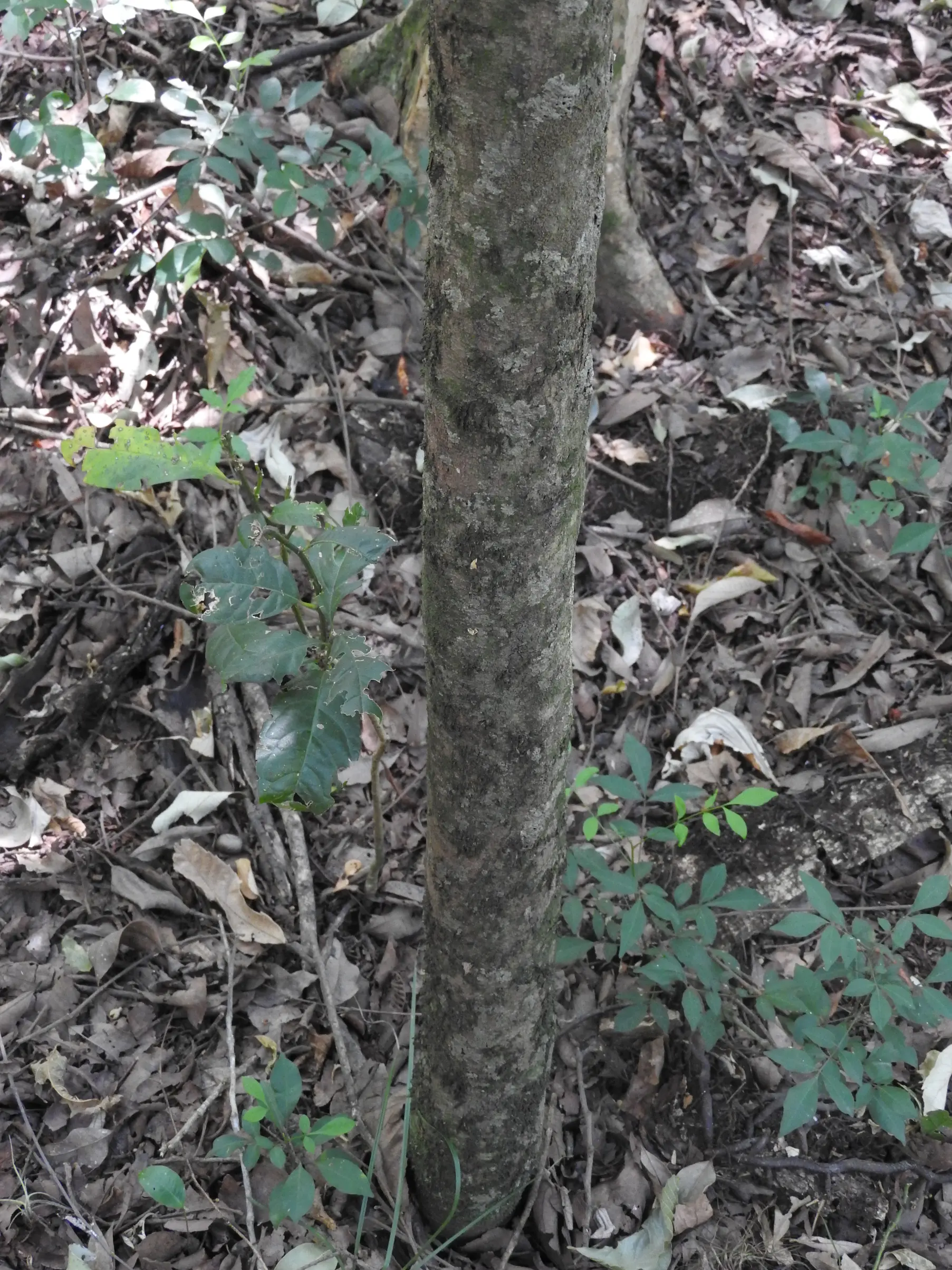 Trichilia elegans A.Juss.