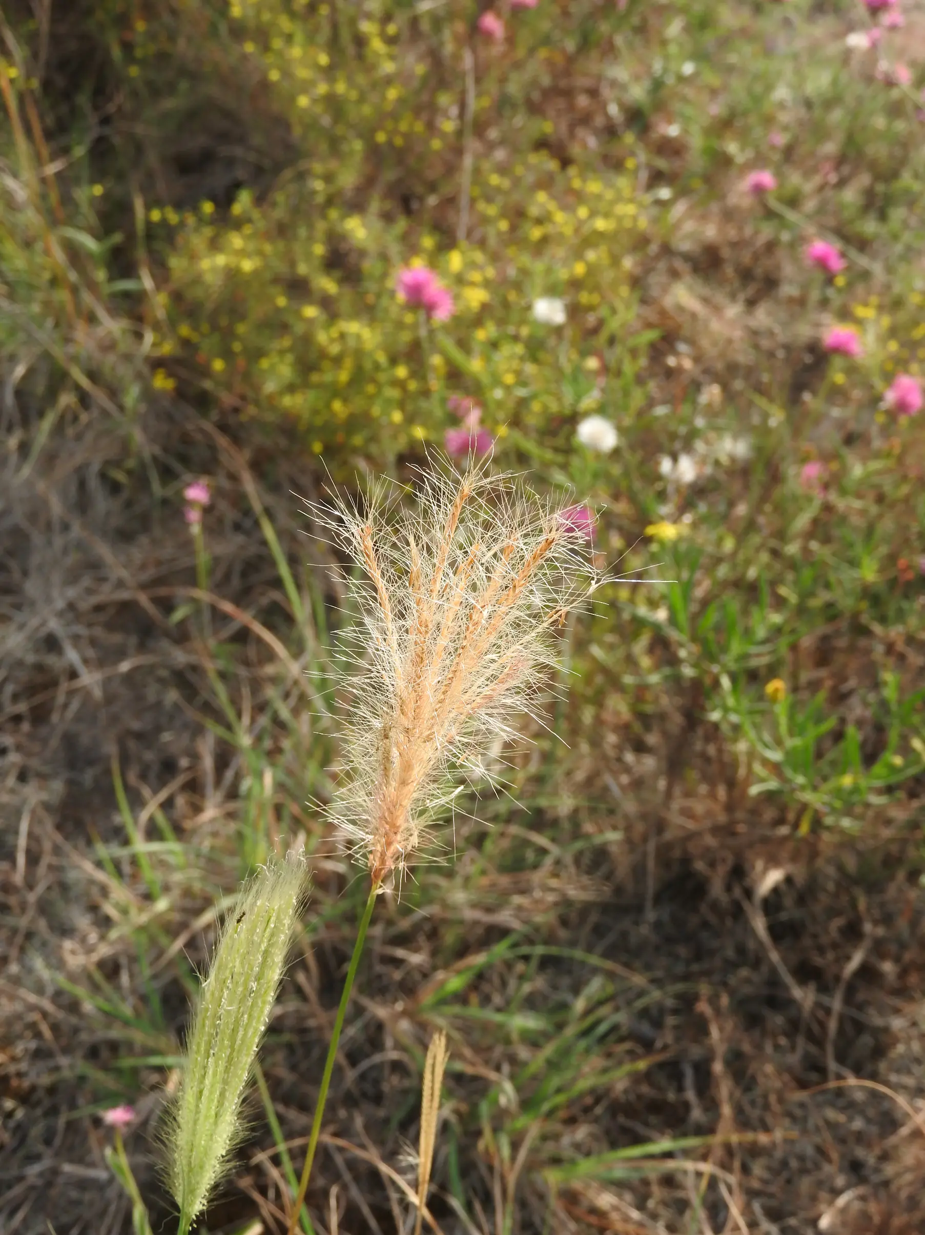 Leptochloa crinita (Lag.) P.M.Peterson & N.Snow