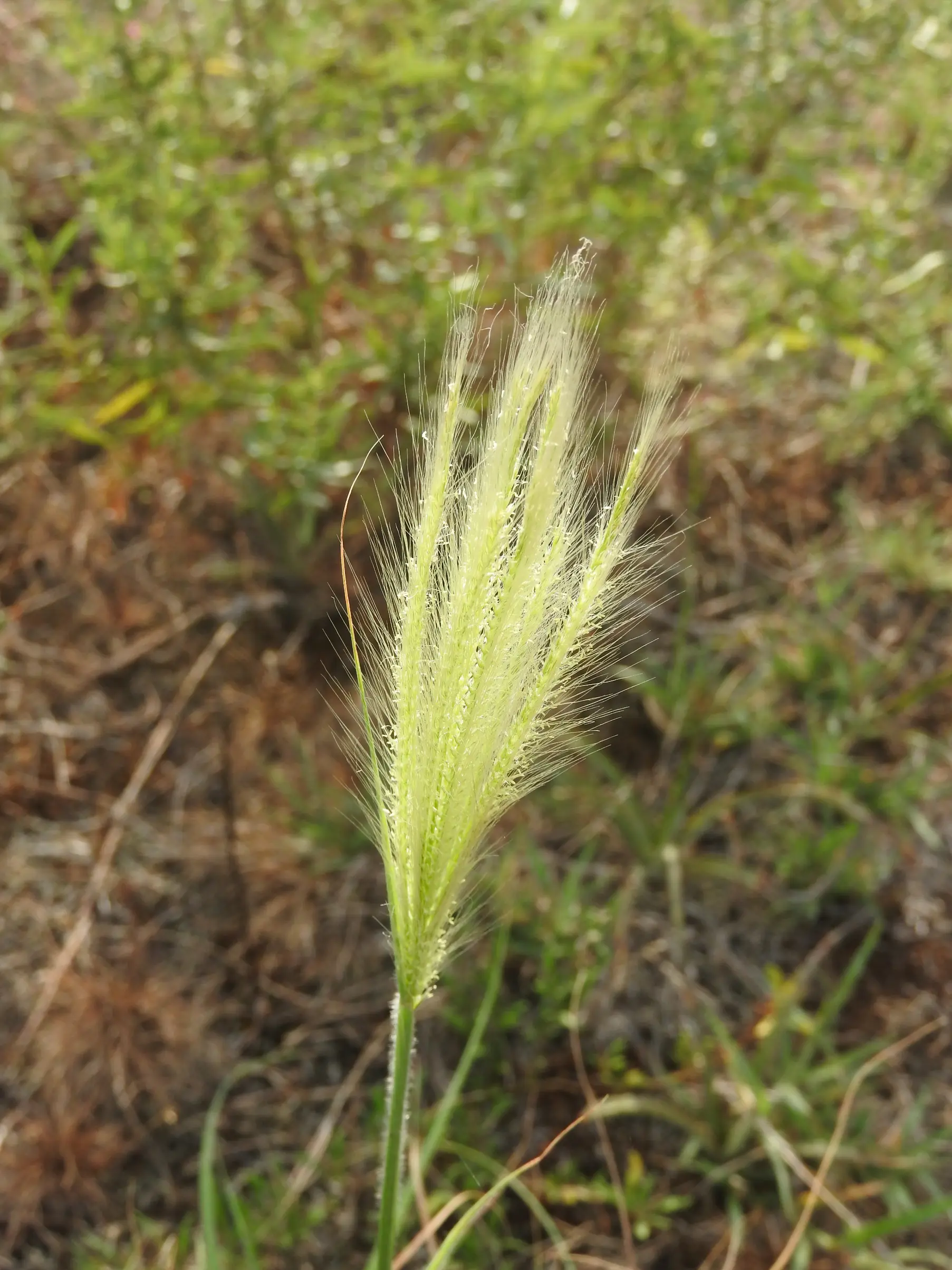 Leptochloa crinita (Lag.) P.M.Peterson & N.Snow