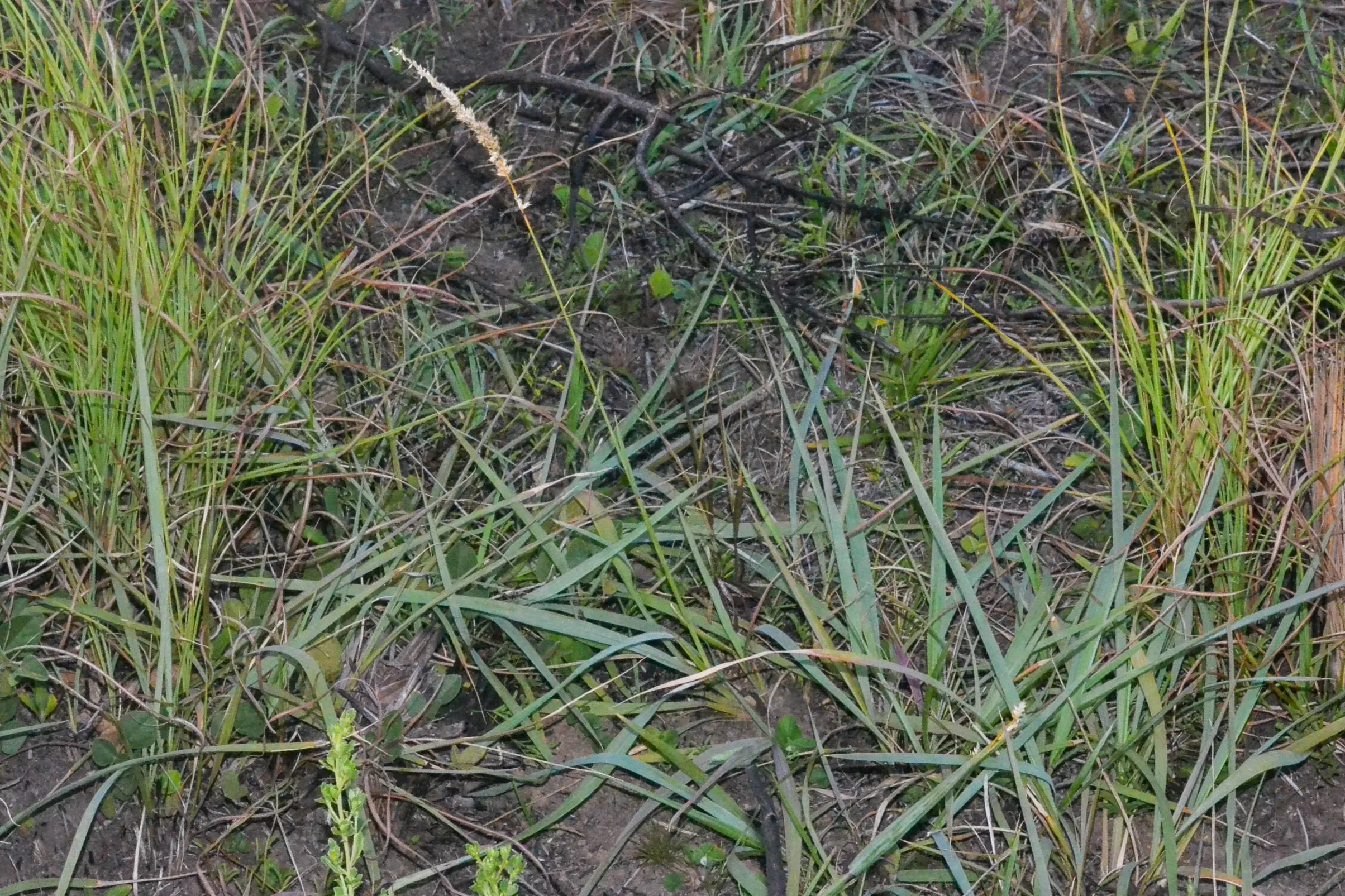 Tridens brasiliensis (Nees ex Steud.) Parodi