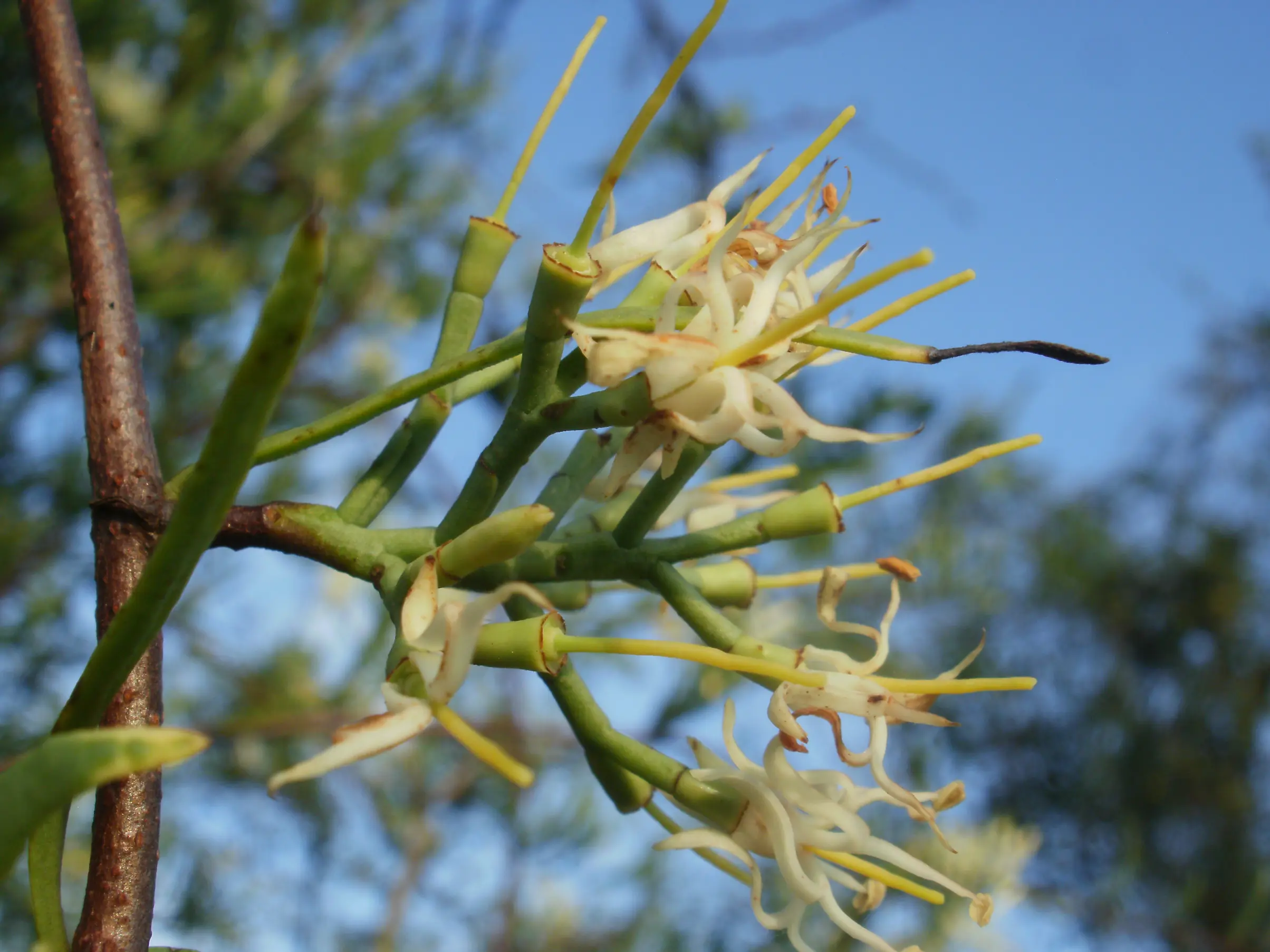 Tripodanthus flagellaris (Cham. & Schltdl.) Tiegh.