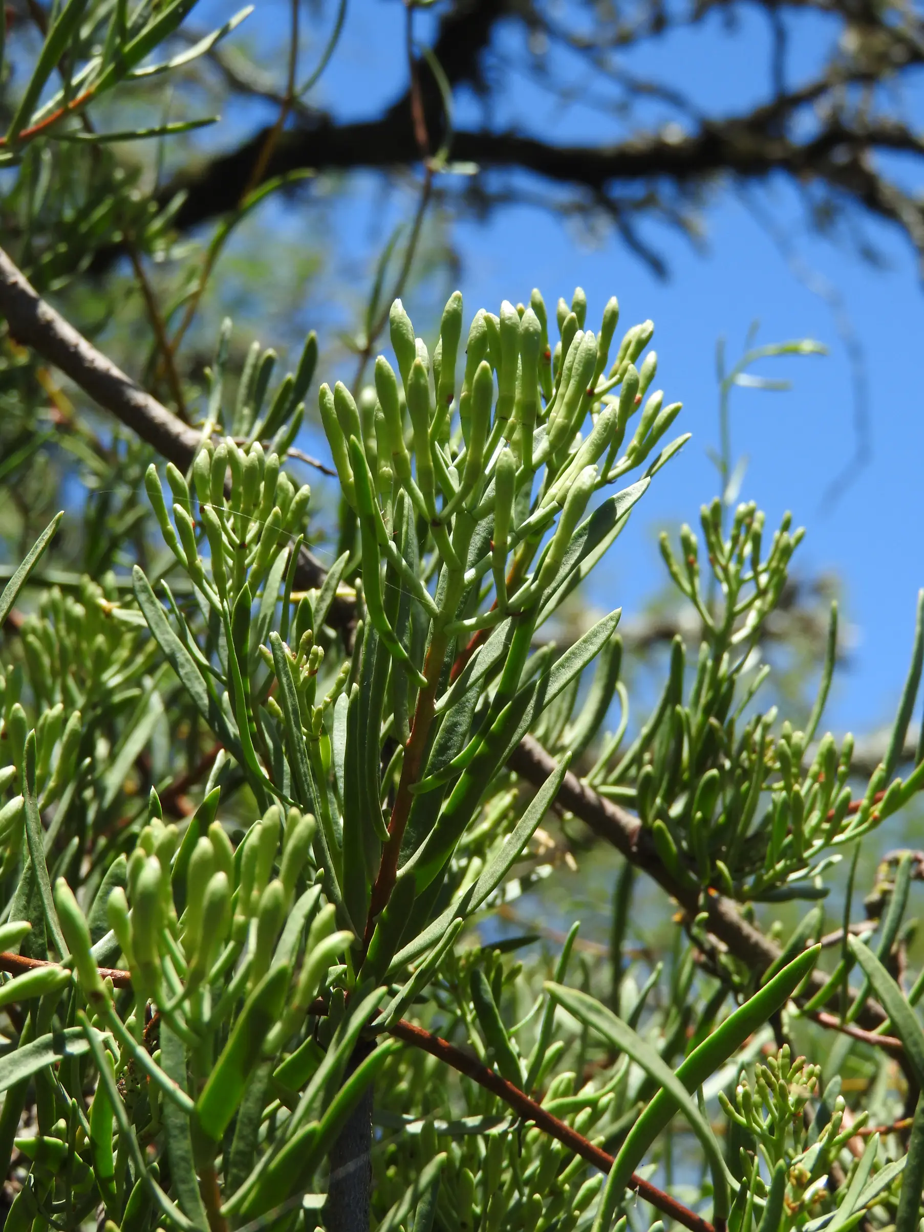 Tripodanthus flagellaris (Cham. & Schltdl.) Tiegh.