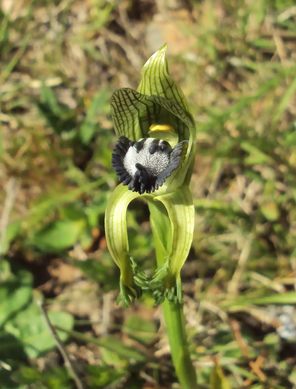 Bipinnula montana Arechav.