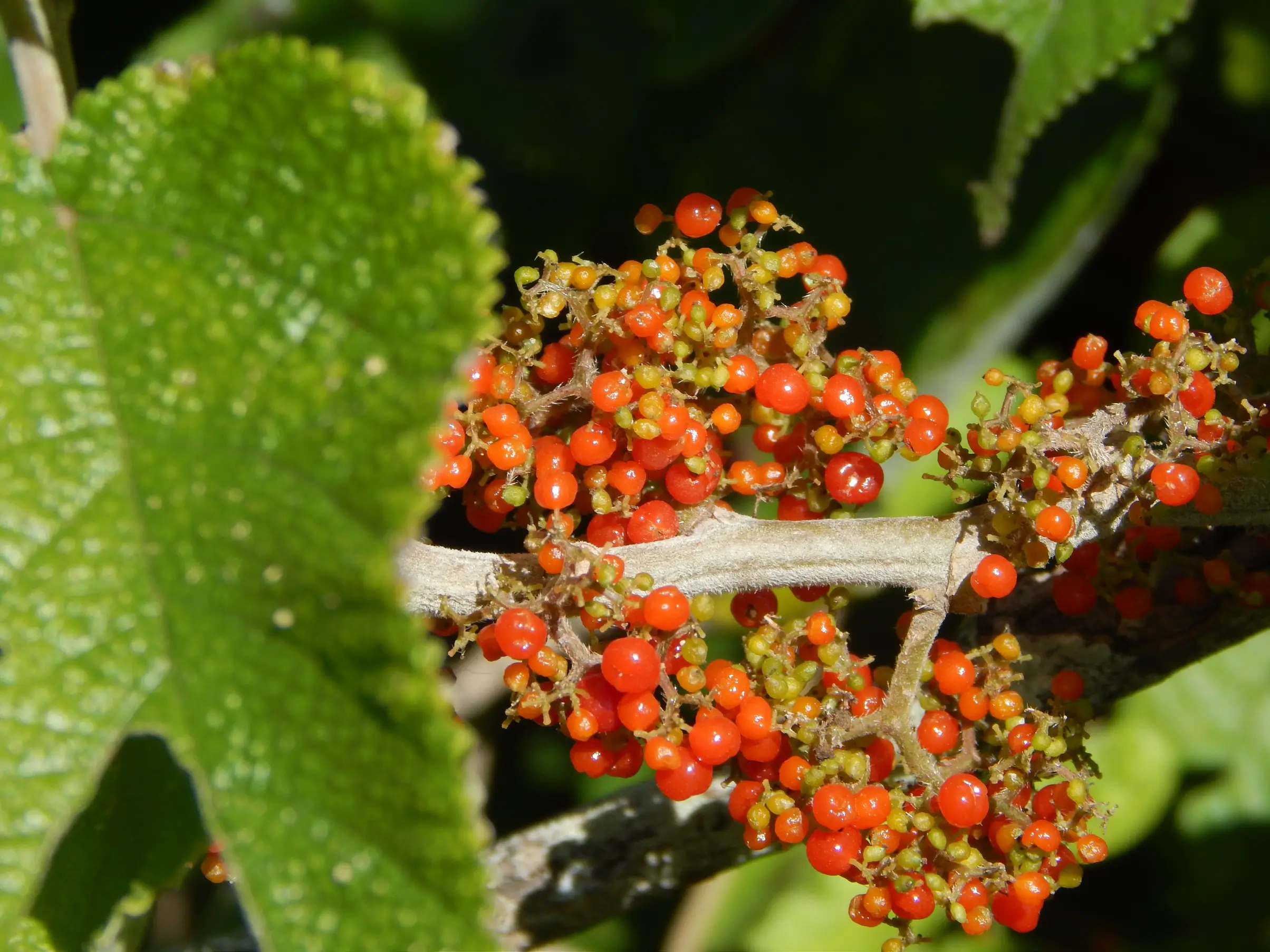 Urera aurantiaca Wedd.