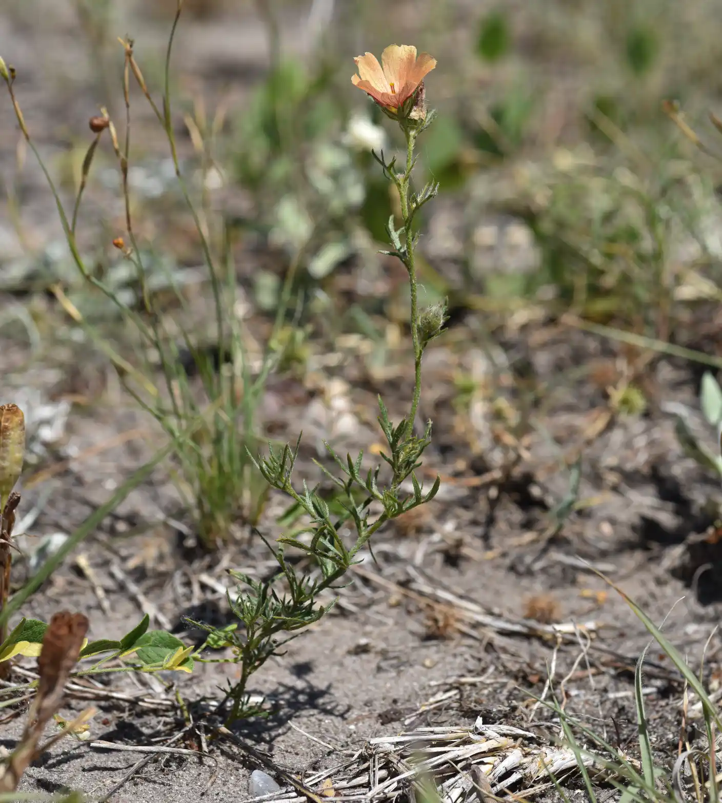 Turnera sidoides subsp. pinnatifida (Juss. ex Poir.) Arbo