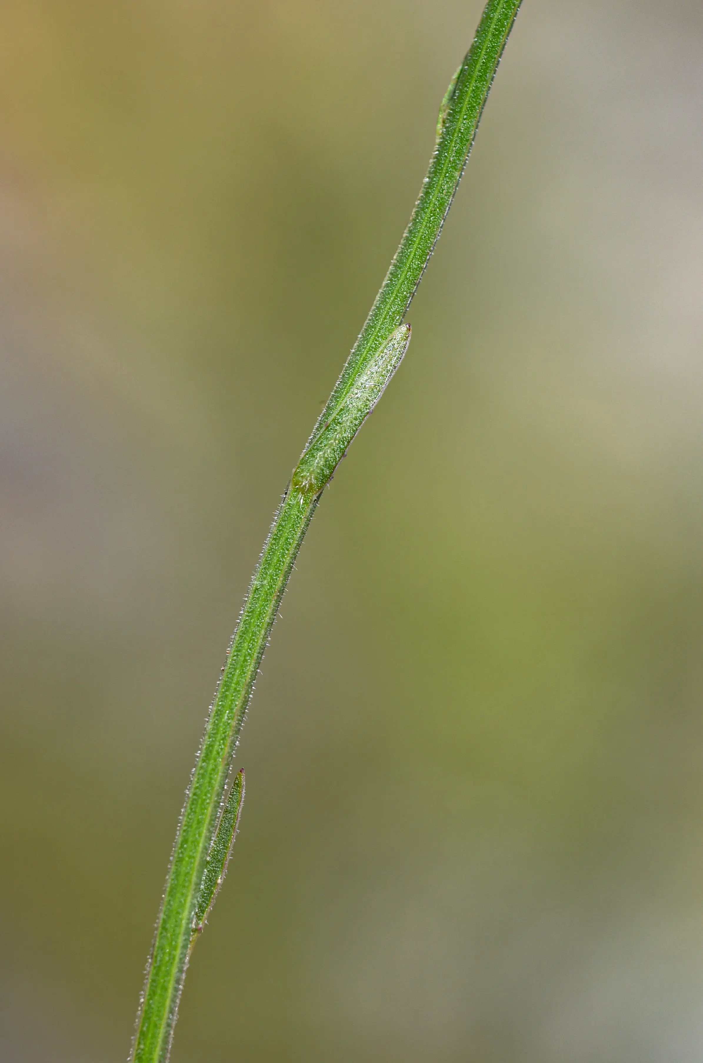 Wahlenbergia linarioides (Lam.) A.DC.