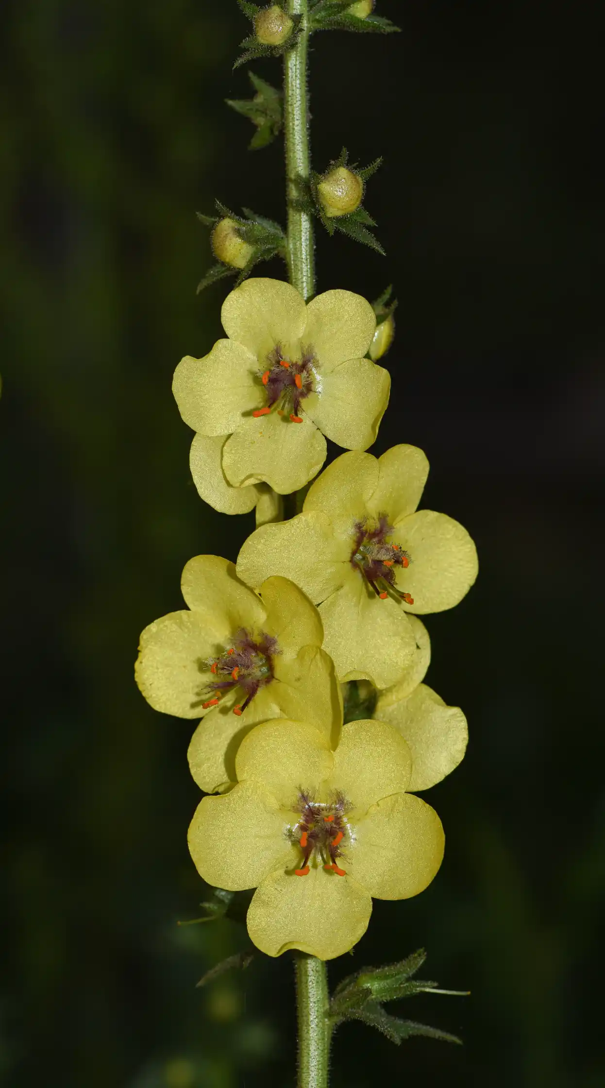 Verbascum virgatum Stokes