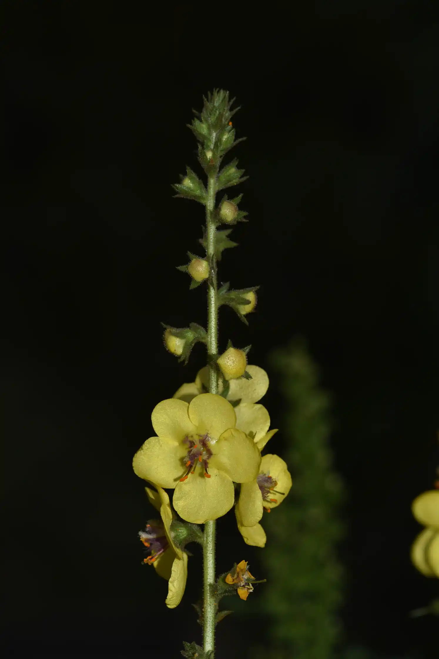 Verbascum virgatum Stokes
