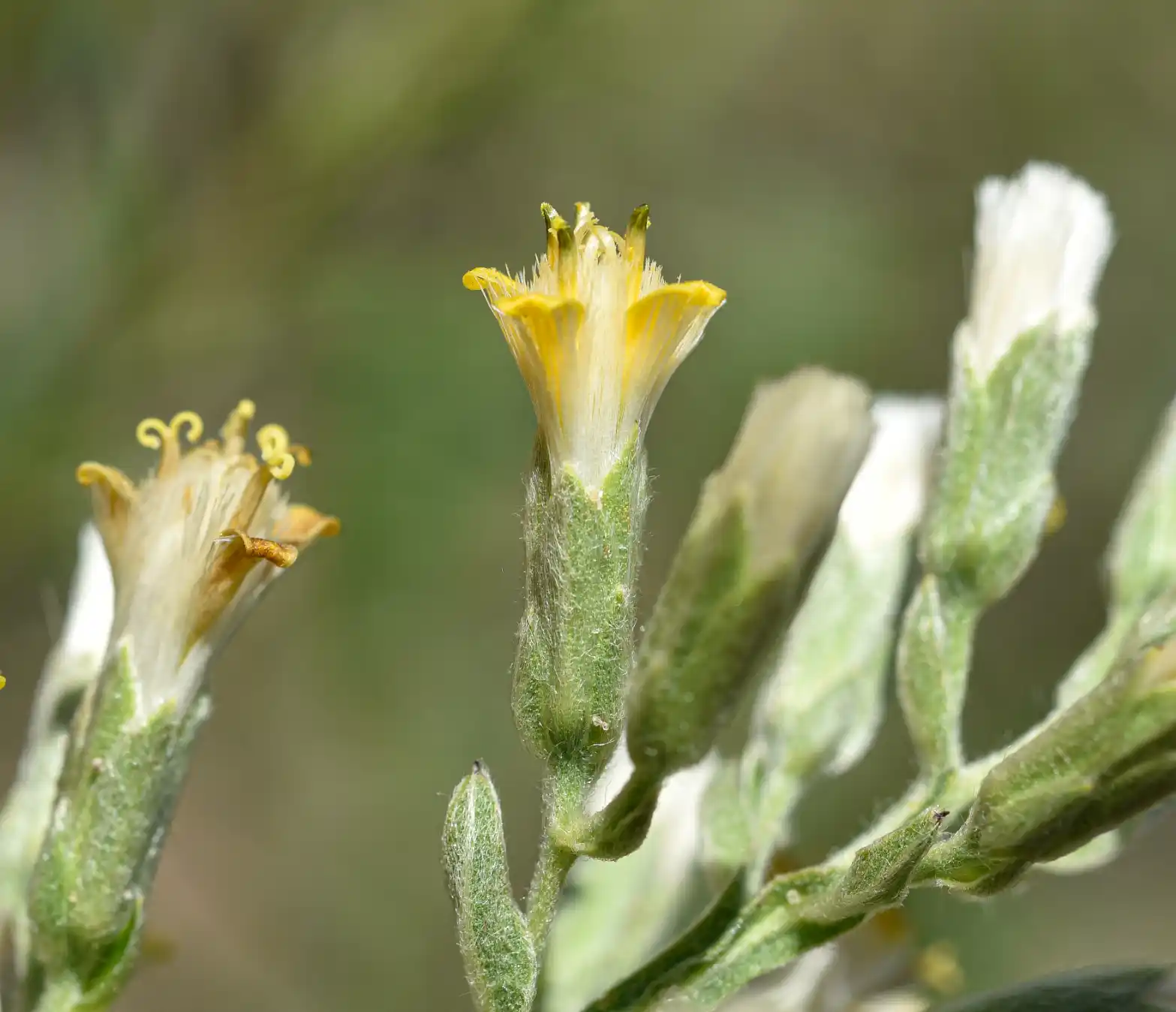 Trixis pallida Less.