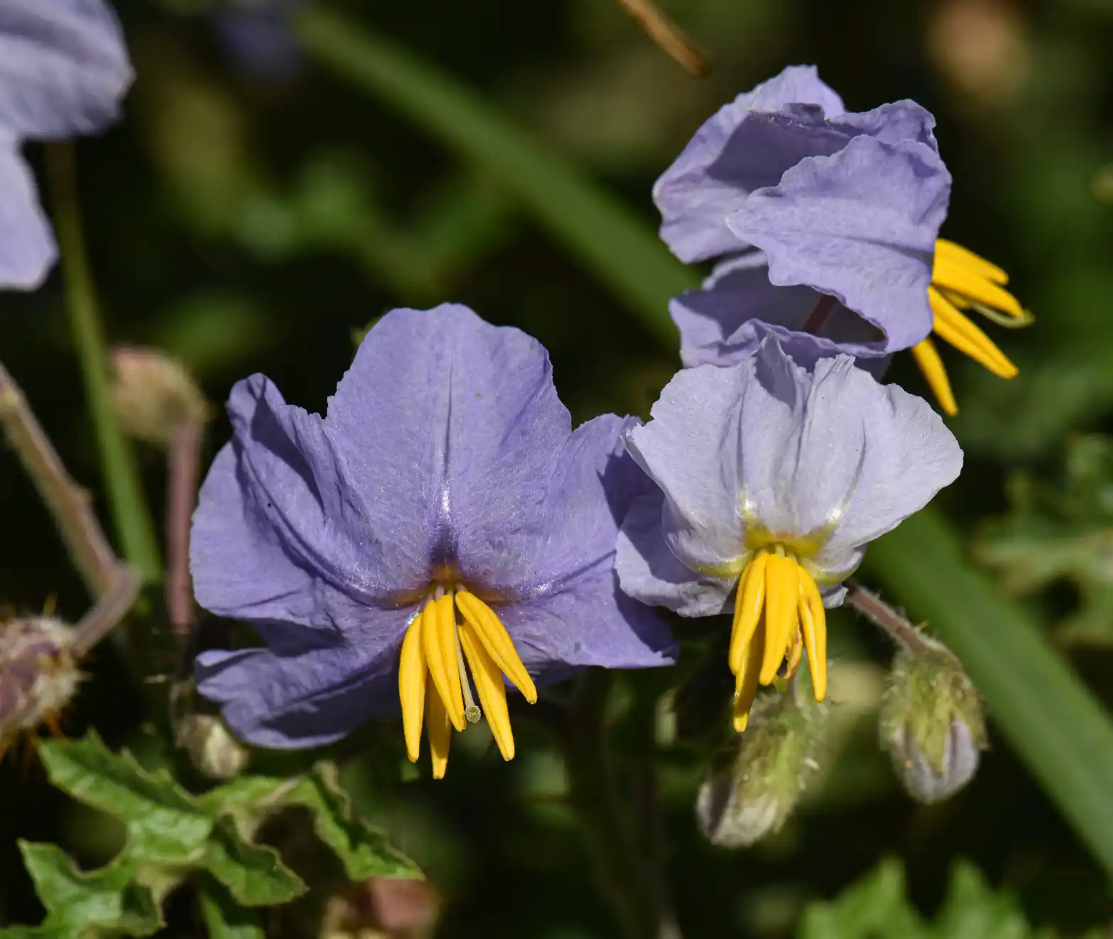 Solanum sisymbriifolium Lam.