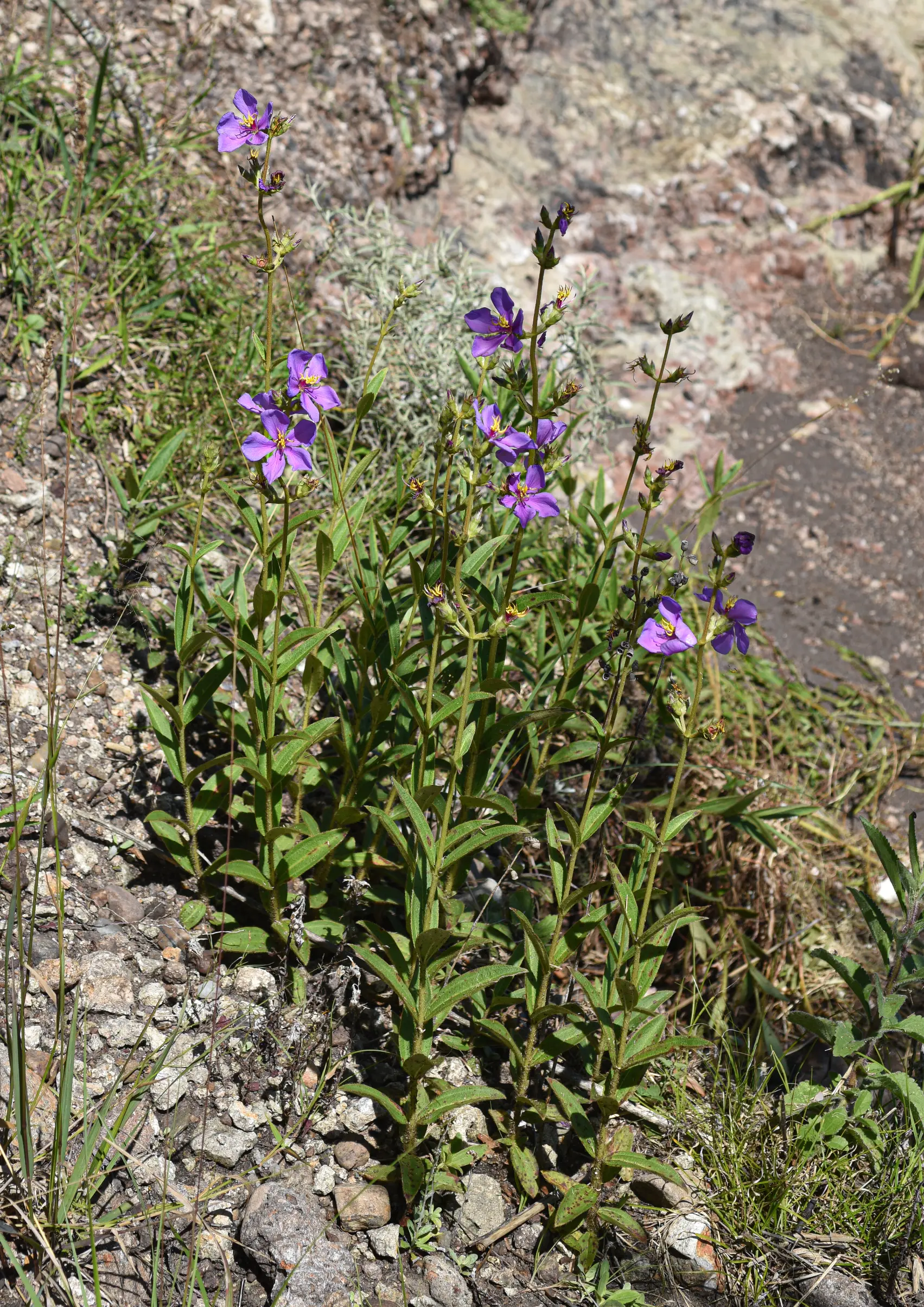 Chaetogastra gracilis (Bonpl.) DC.