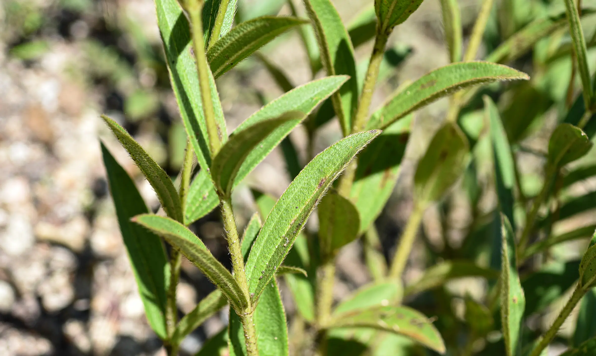 Chaetogastra gracilis (Bonpl.) DC.