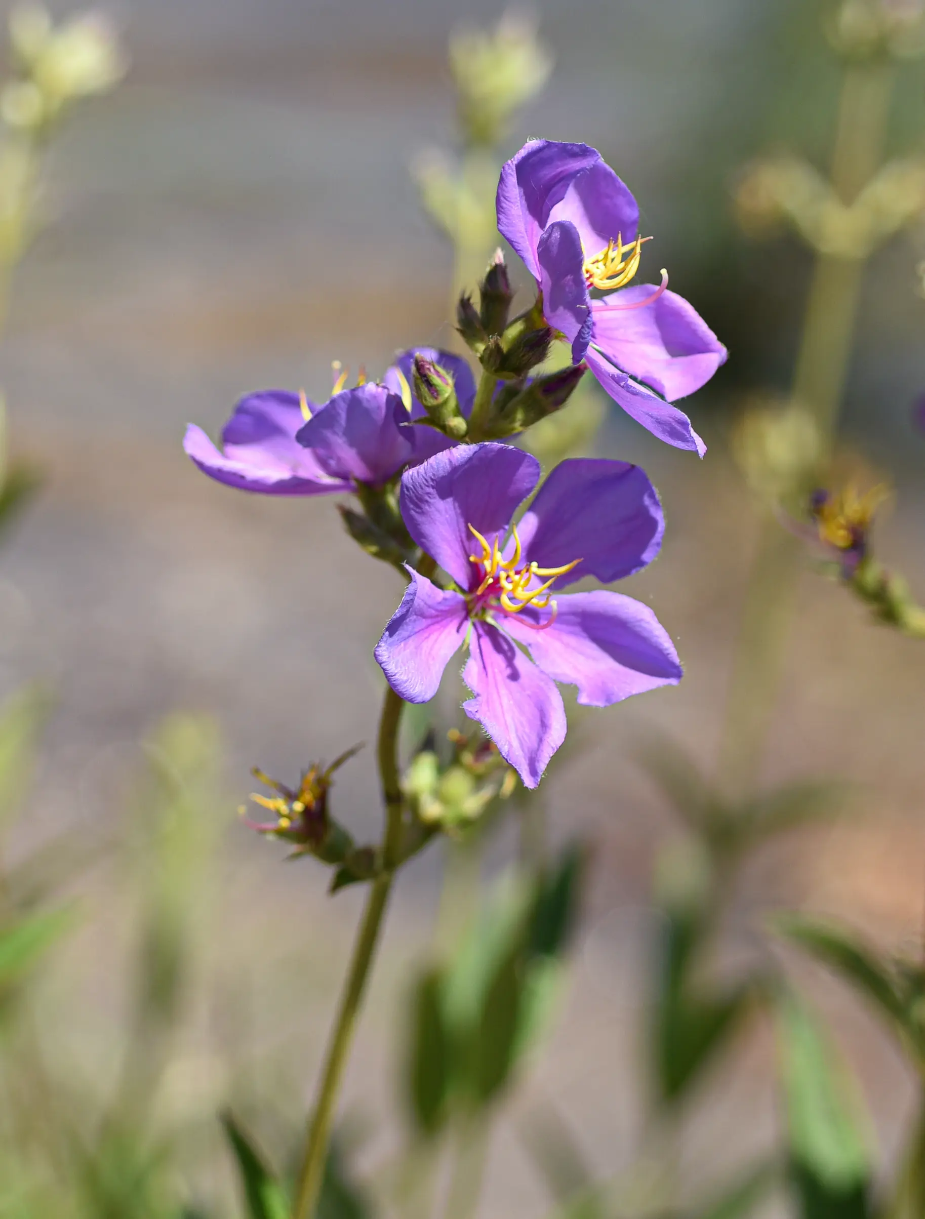 Chaetogastra gracilis (Bonpl.) DC.