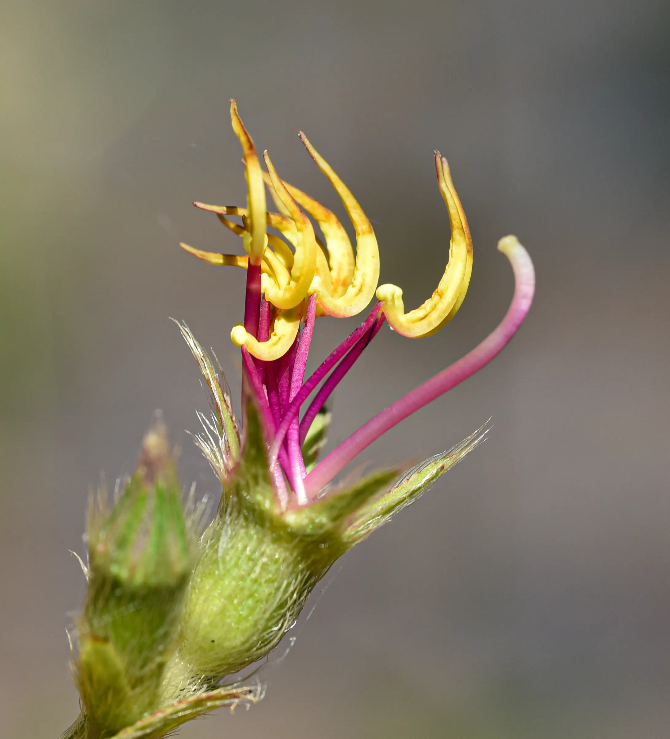 Chaetogastra gracilis (Bonpl.) DC.